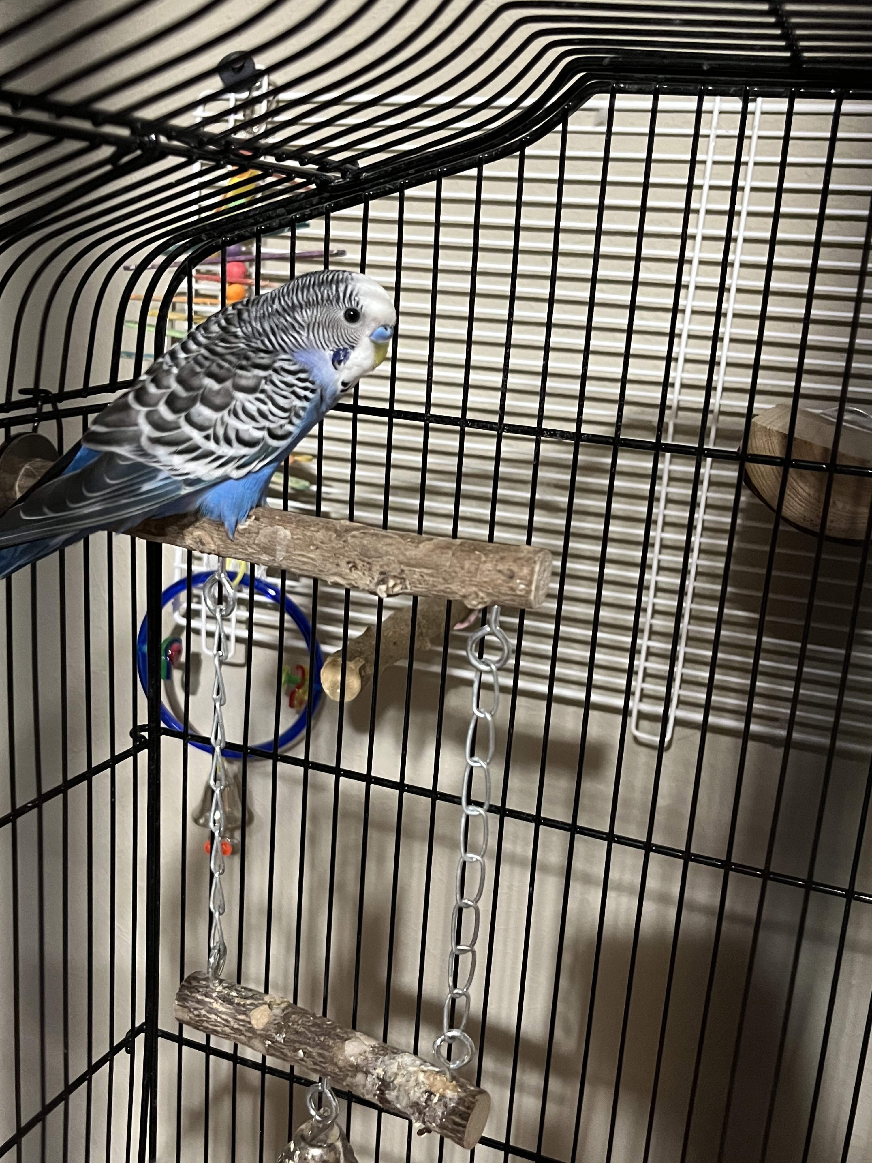 Meet this adorable little bluebird goober! image 1