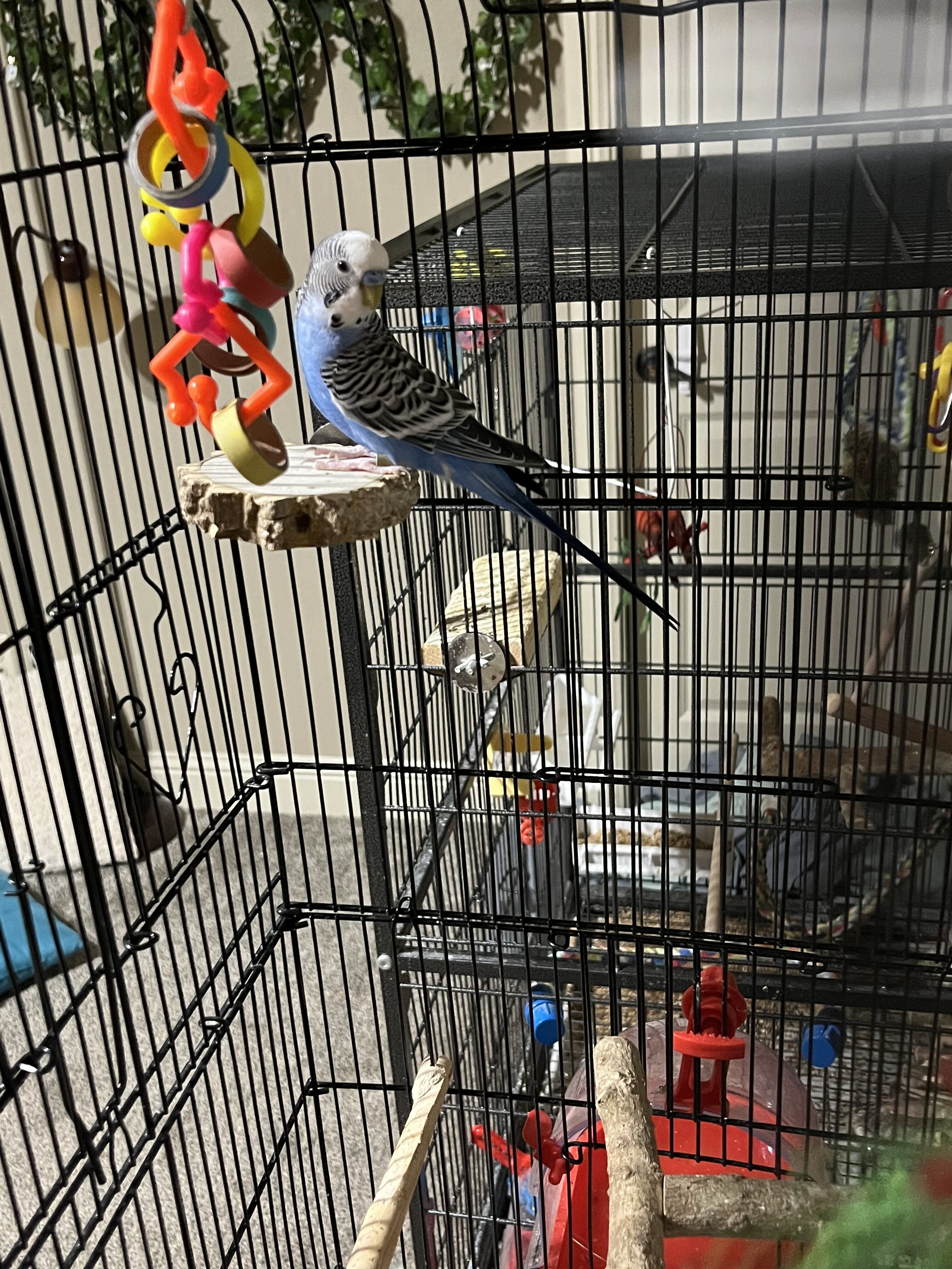 Meet this adorable little bluebird goober! image 2