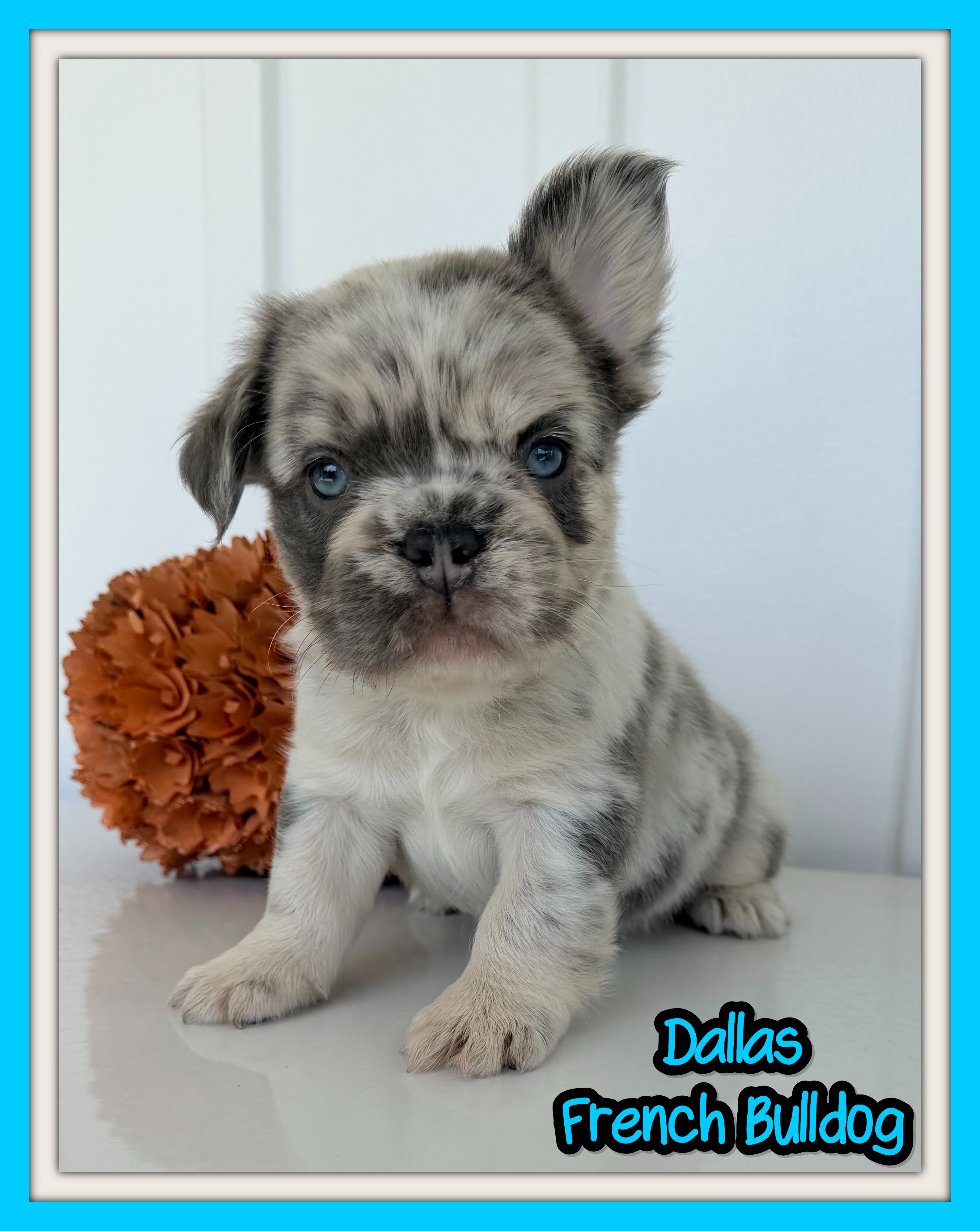 Dallas Male AKC Fluffy French Bulldog image 1