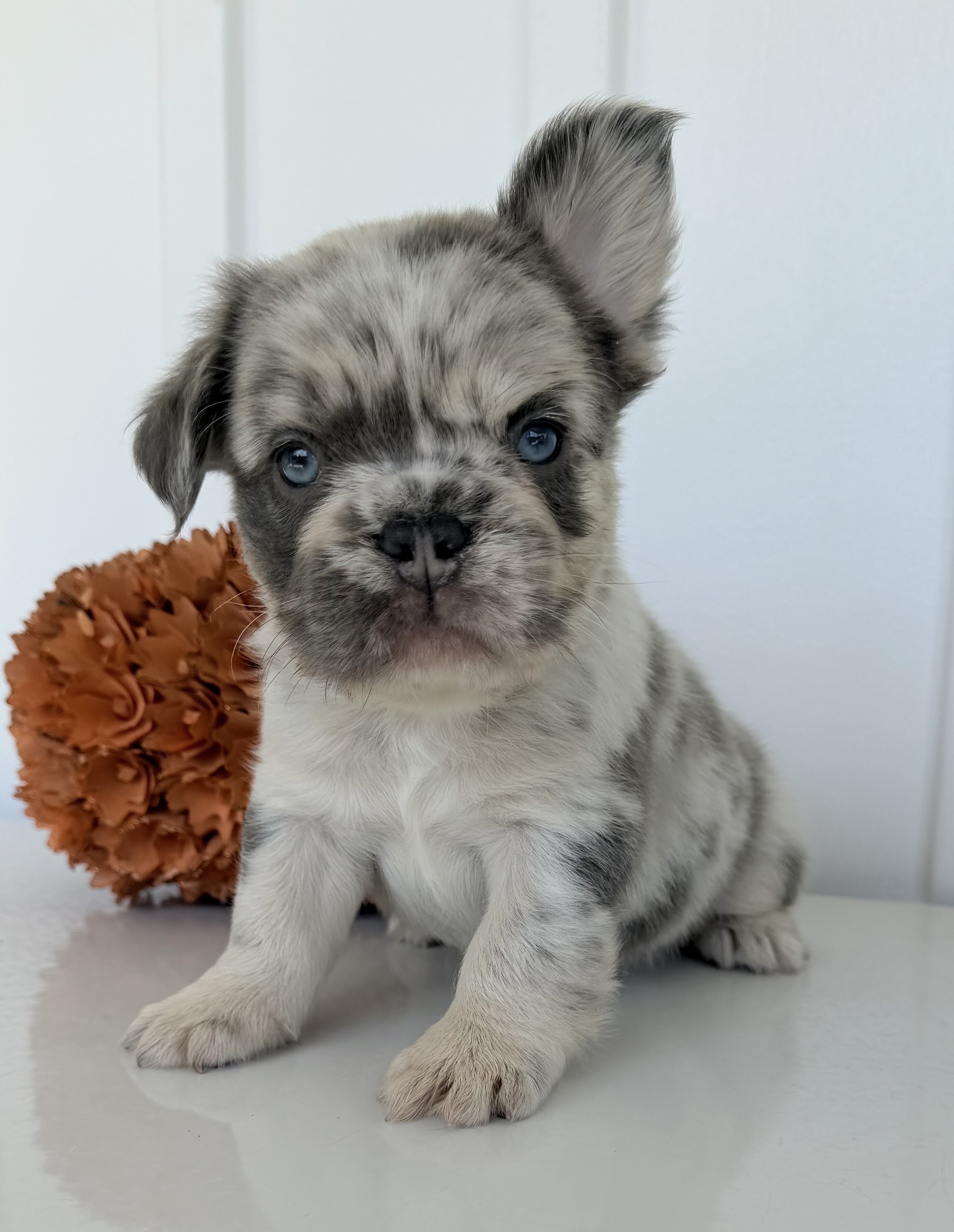 Dallas Male AKC Fluffy French Bulldog image 2