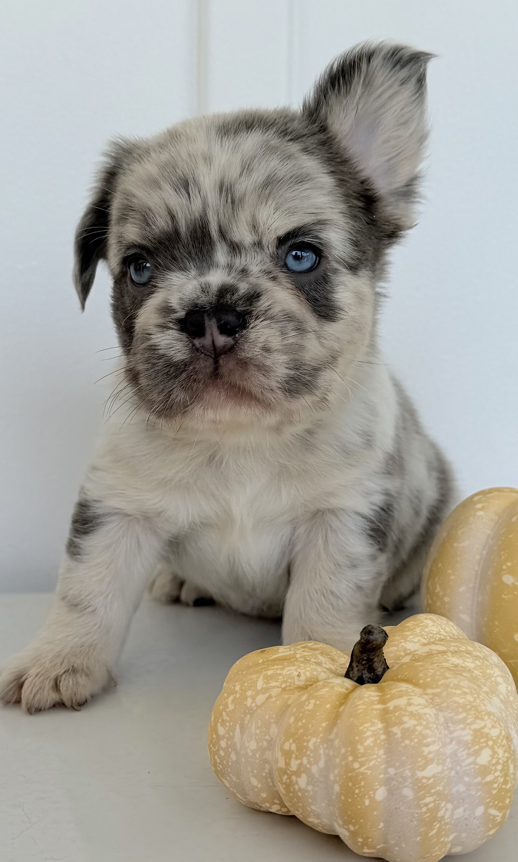 Dallas Male AKC Fluffy French Bulldog image 3