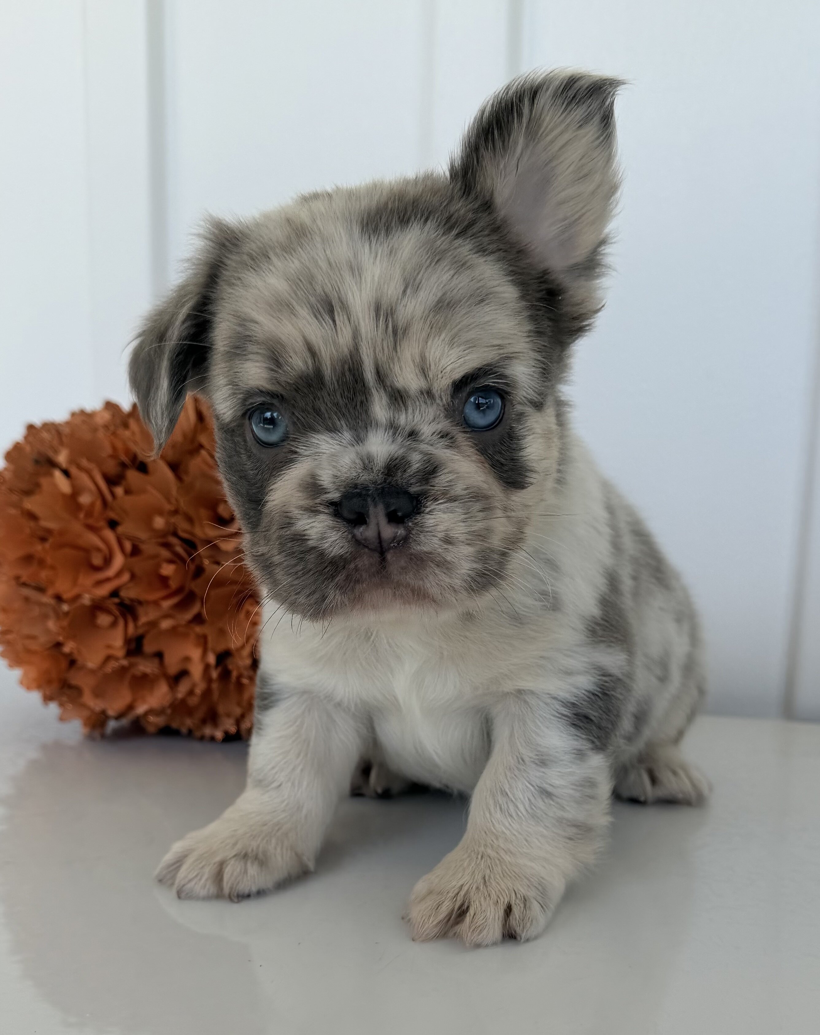 Dallas Male AKC Fluffy French Bulldog image 8