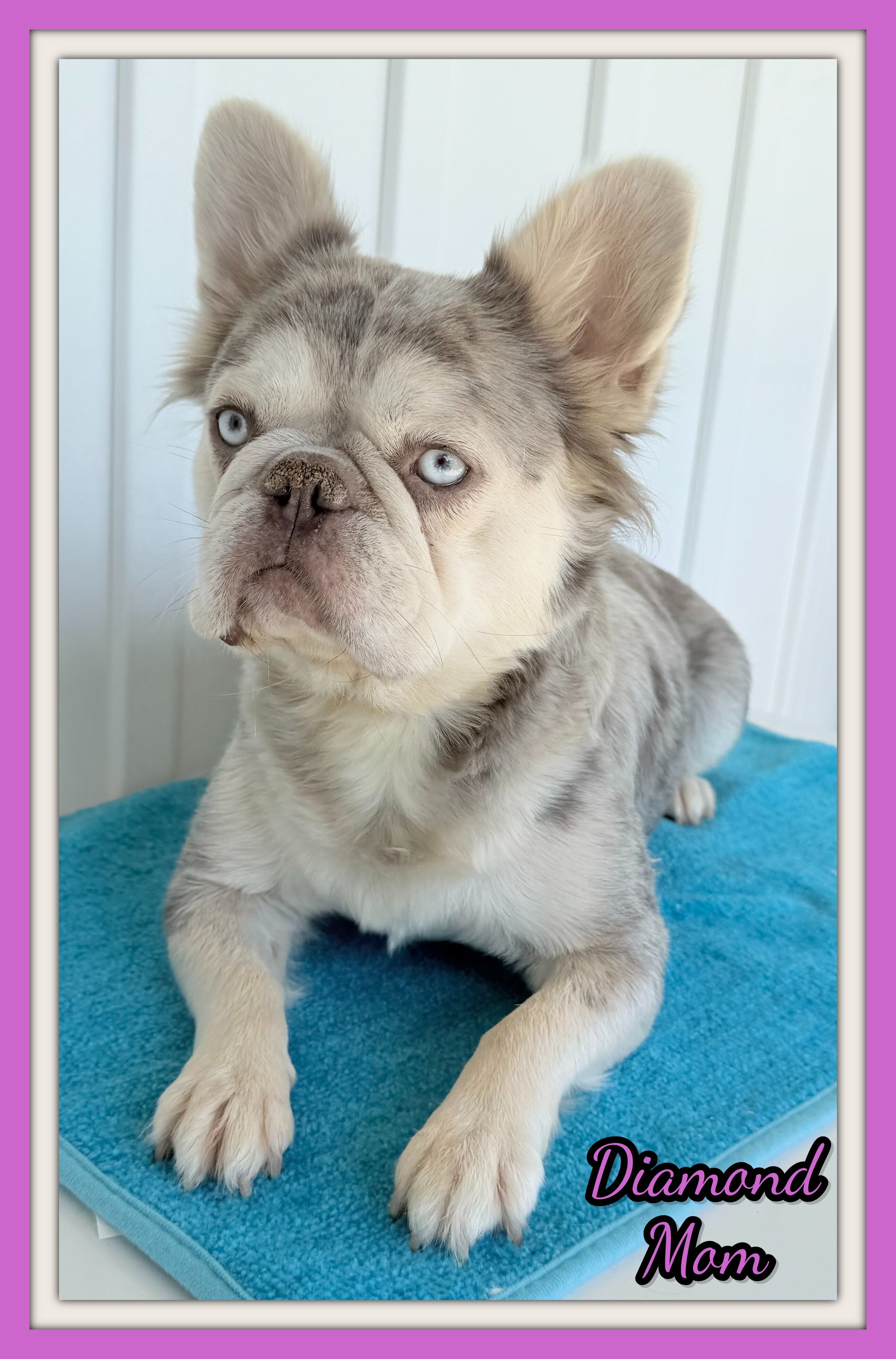 Dallas Male AKC Fluffy French Bulldog image 10