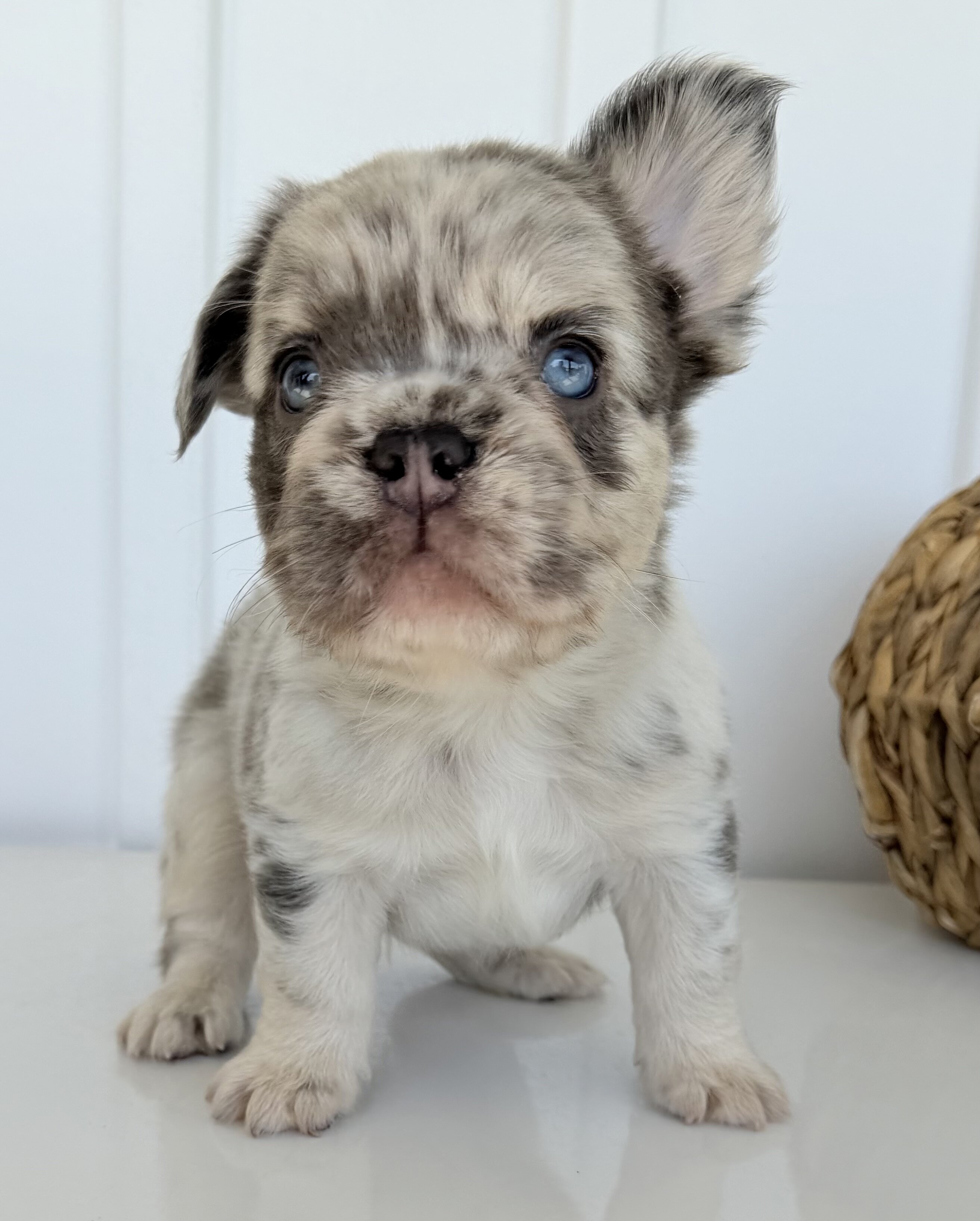 Dallas Male AKC Fluffy French Bulldog image 6