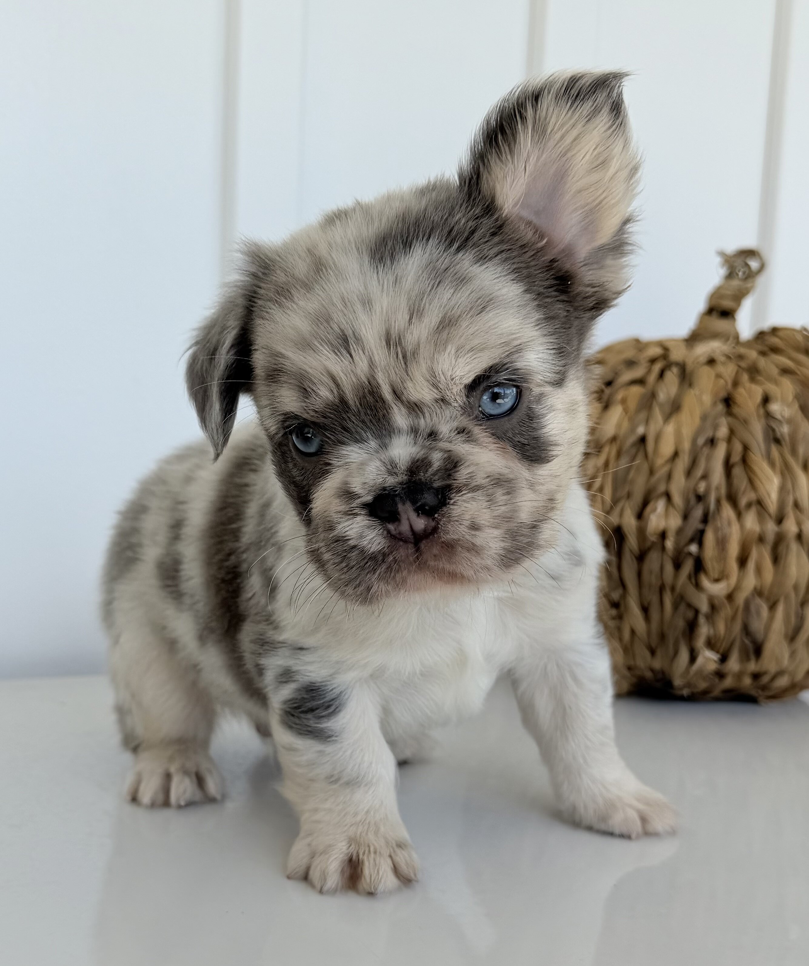 Dallas Male AKC Fluffy French Bulldog image 7