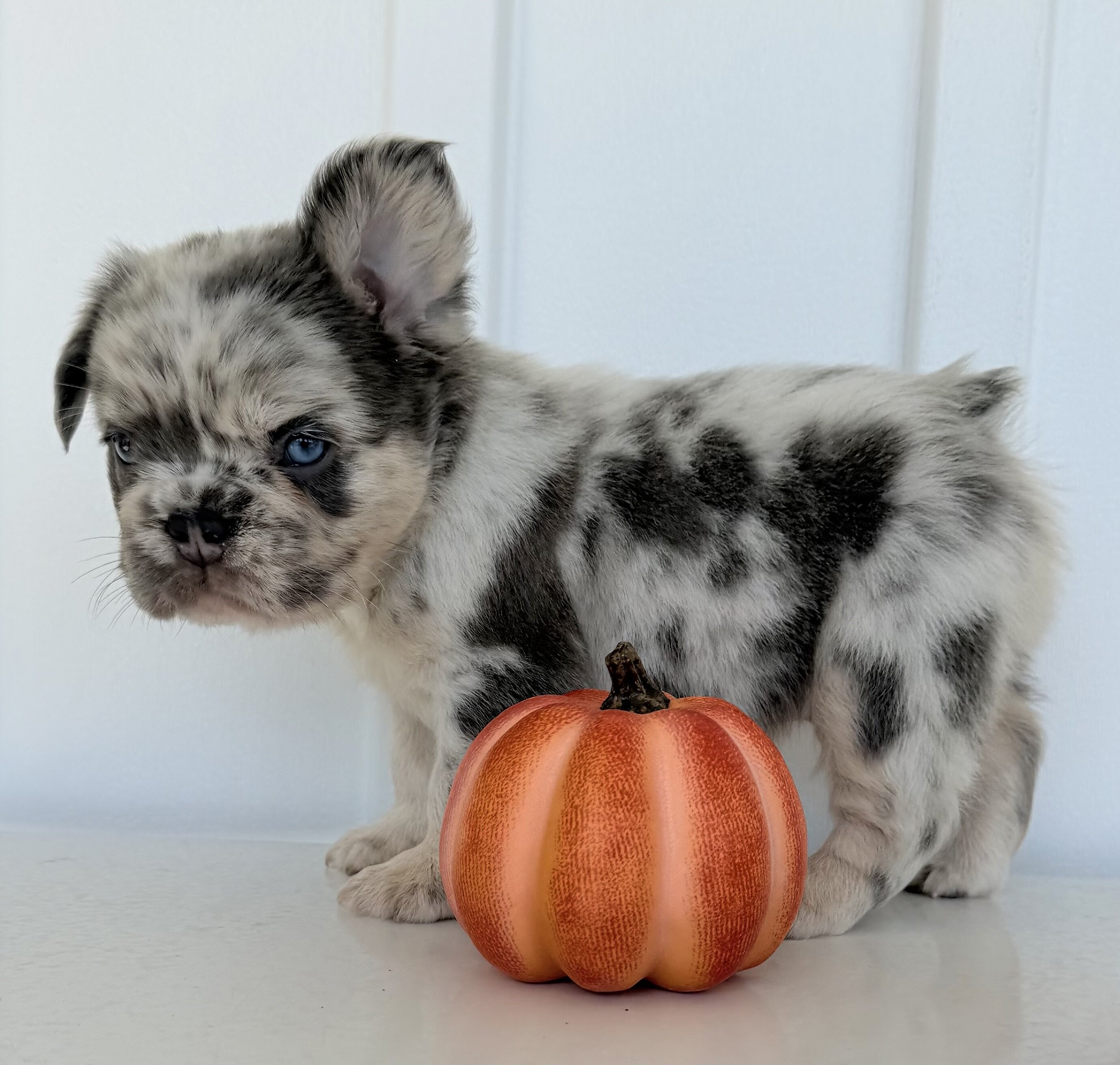 Dallas Male AKC Fluffy French Bulldog image 4