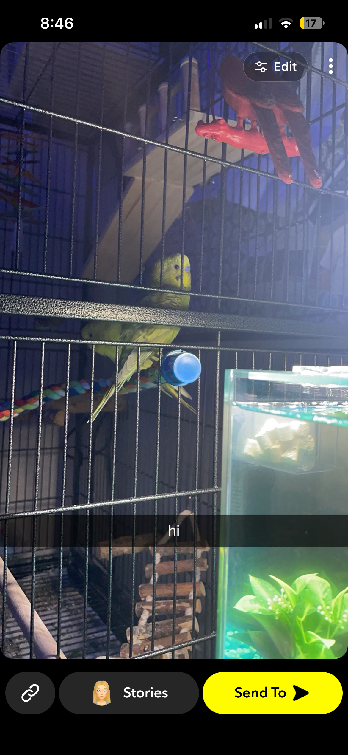 Sweet yellow and green parakeet pair image 1
