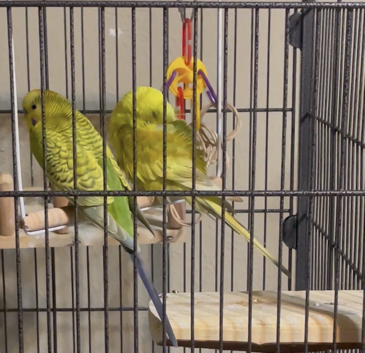 Sweet yellow and green parakeet pair image 2
