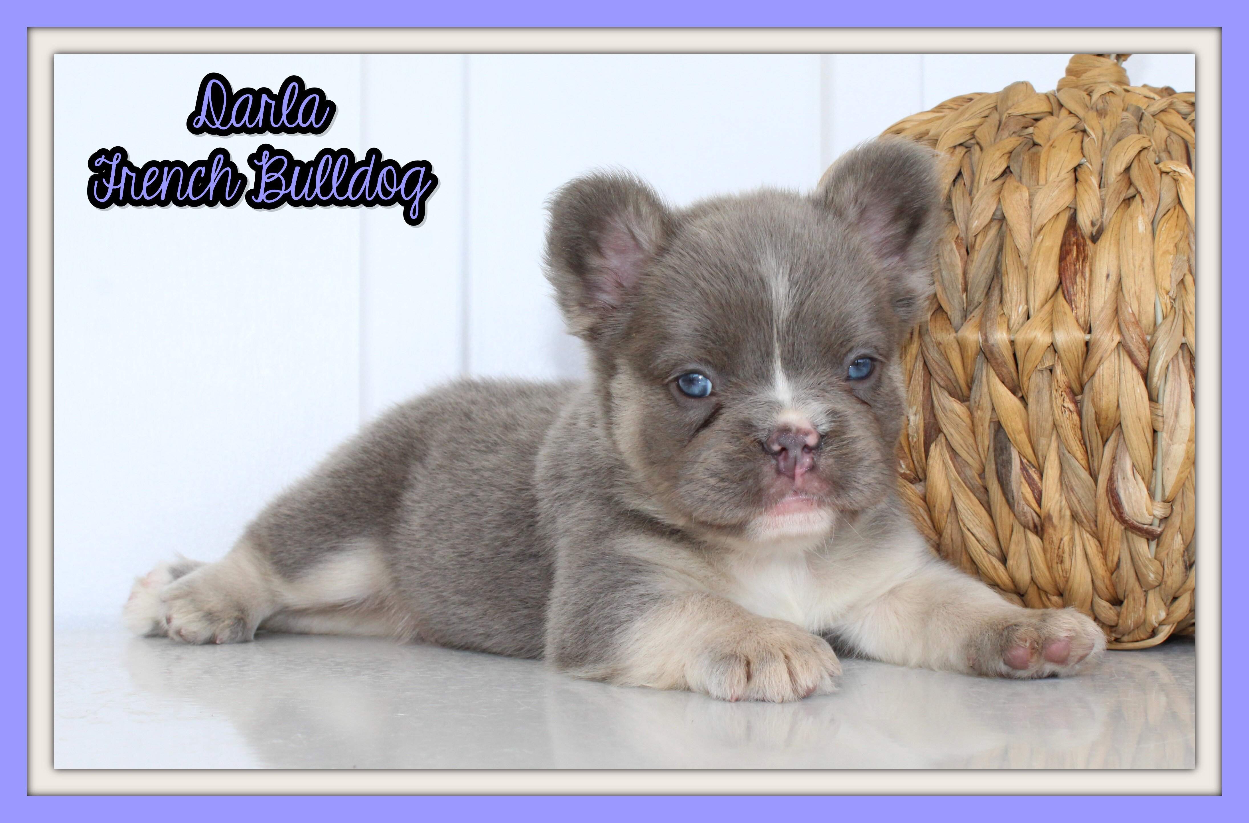 Darla Female AKC Fluffy French Bulldog image 1