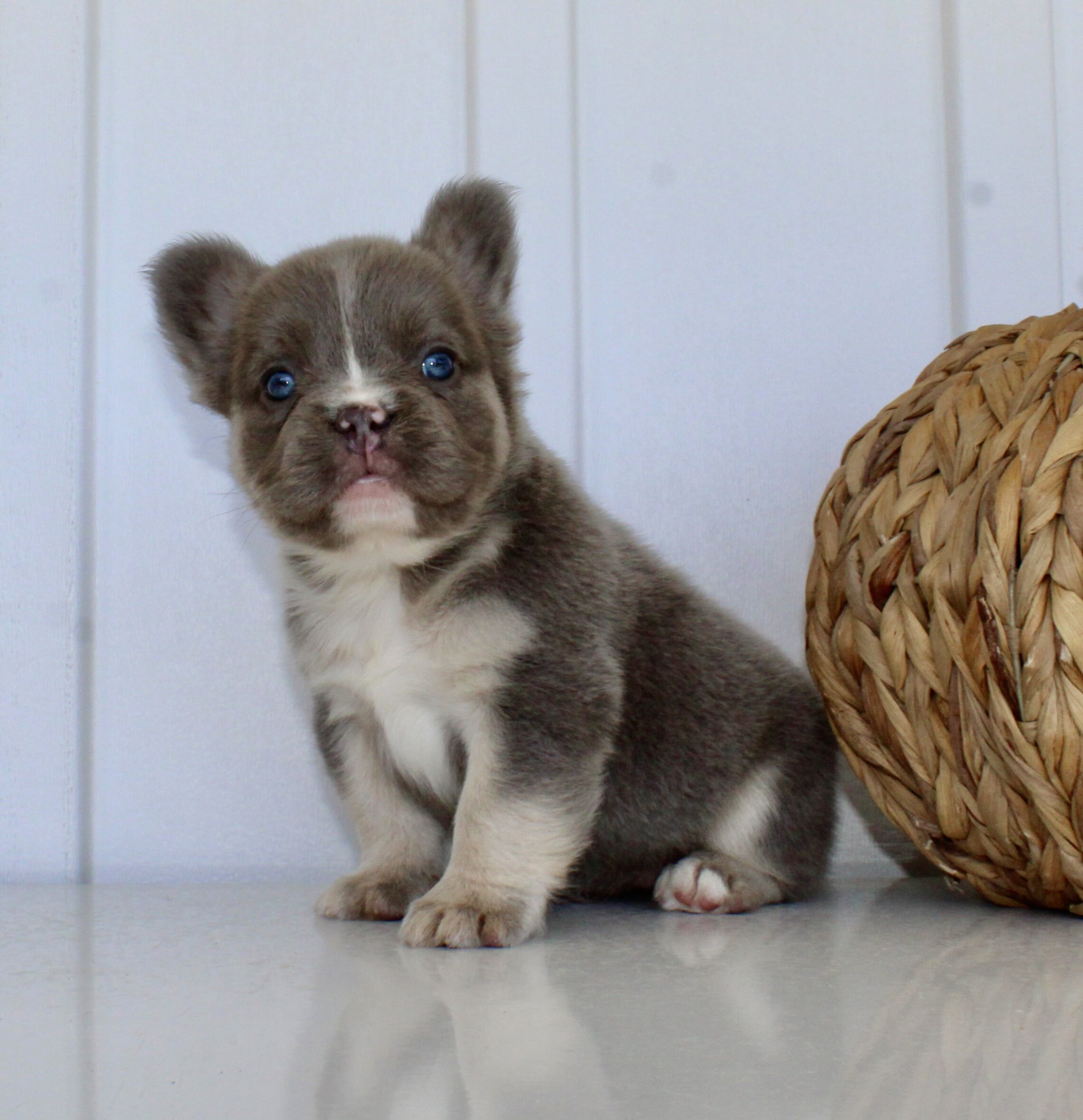Darla Female AKC Fluffy French Bulldog image 7