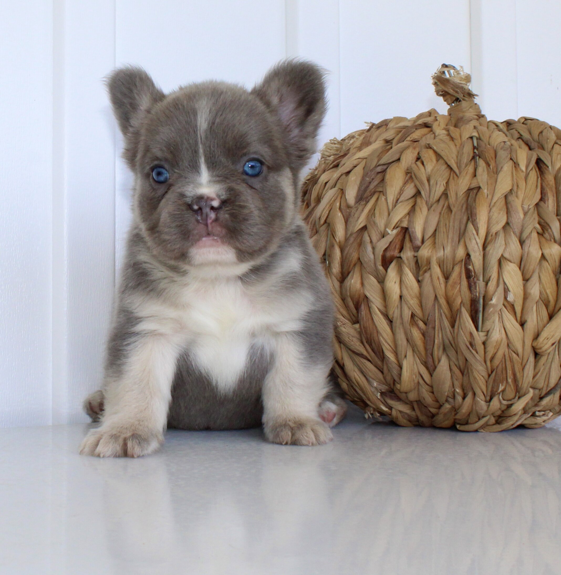 Darla Female AKC Fluffy French Bulldog image 6