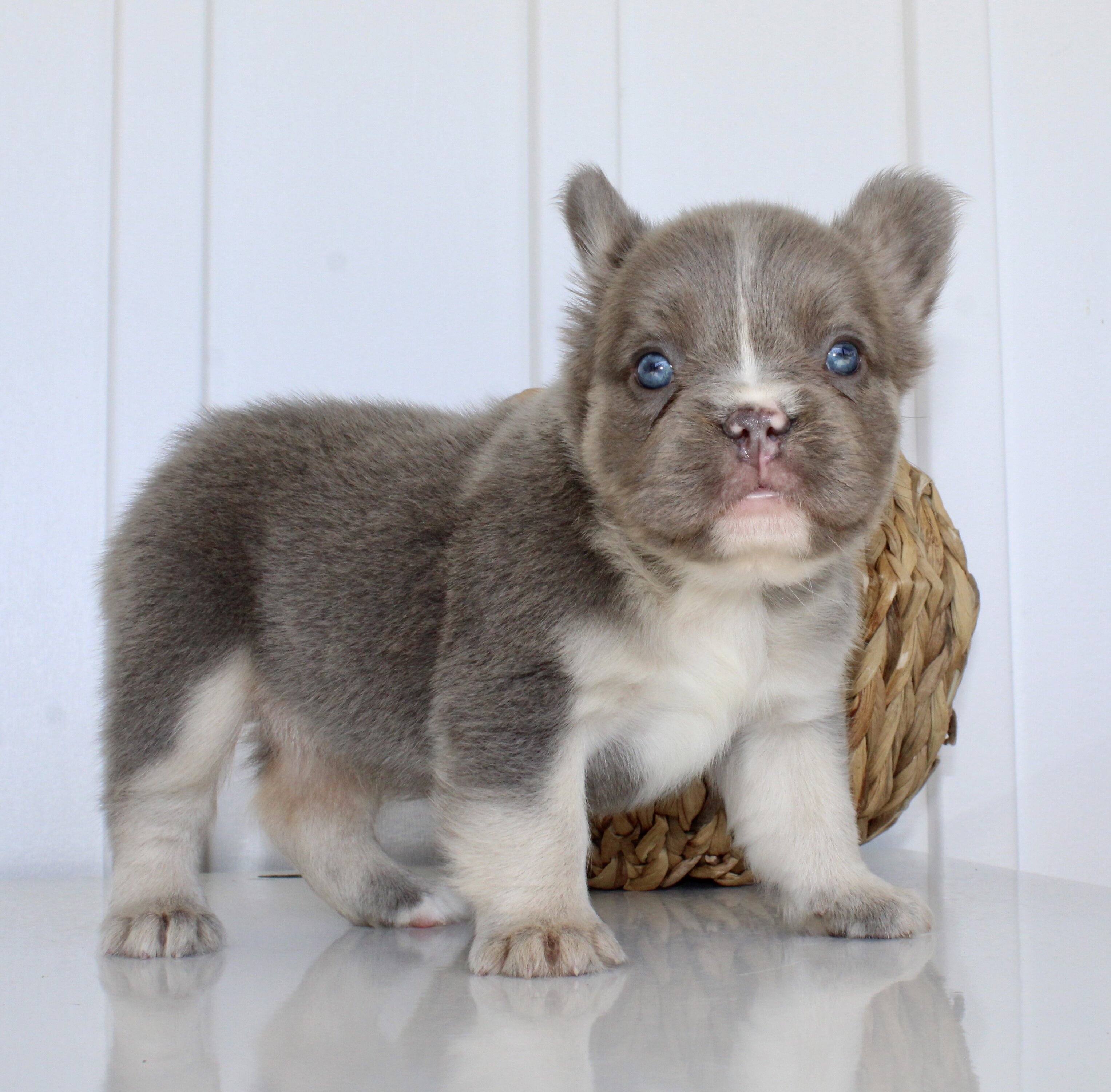 Darla Female AKC Fluffy French Bulldog image 8