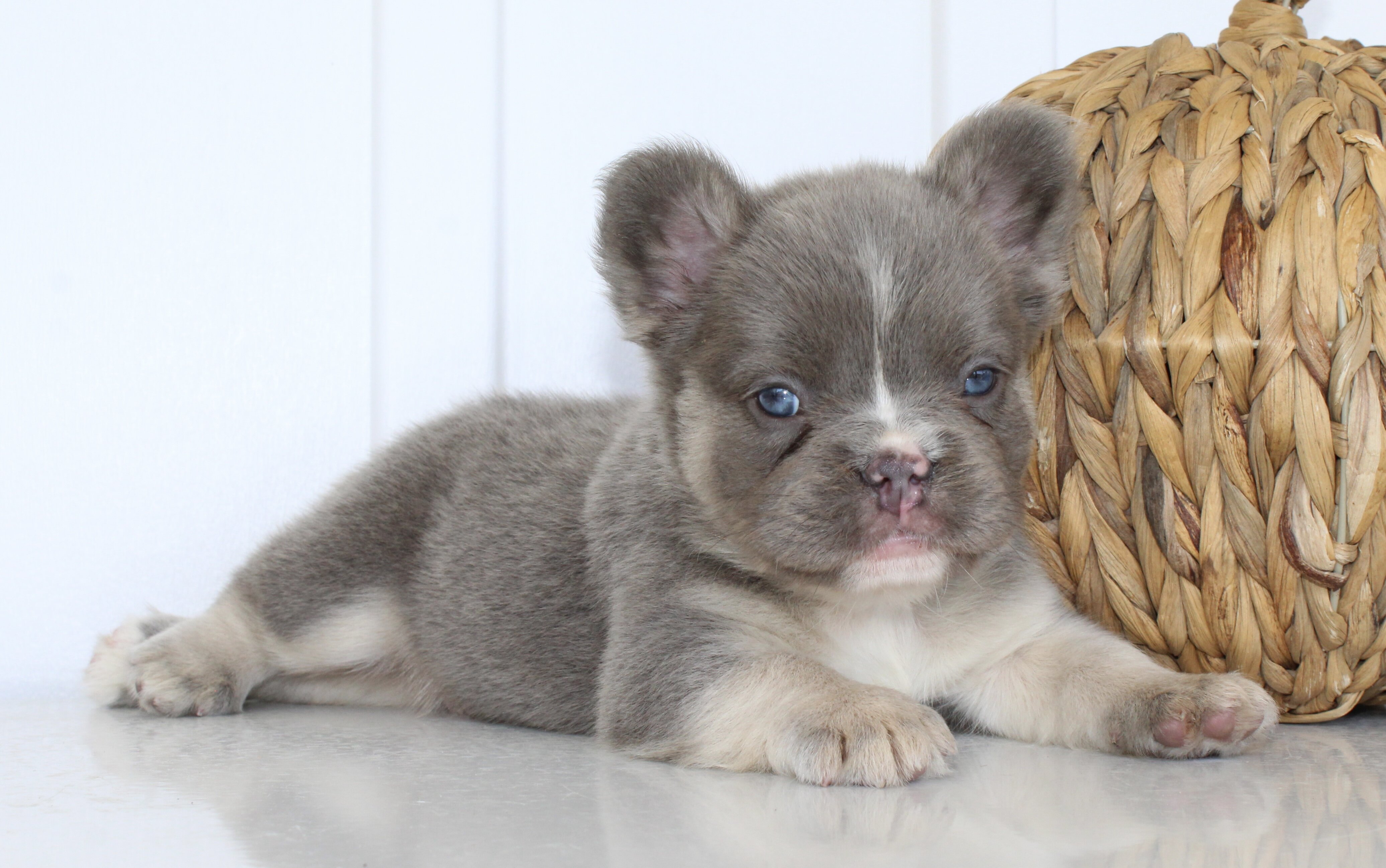 Darla Female AKC Fluffy French Bulldog image 5