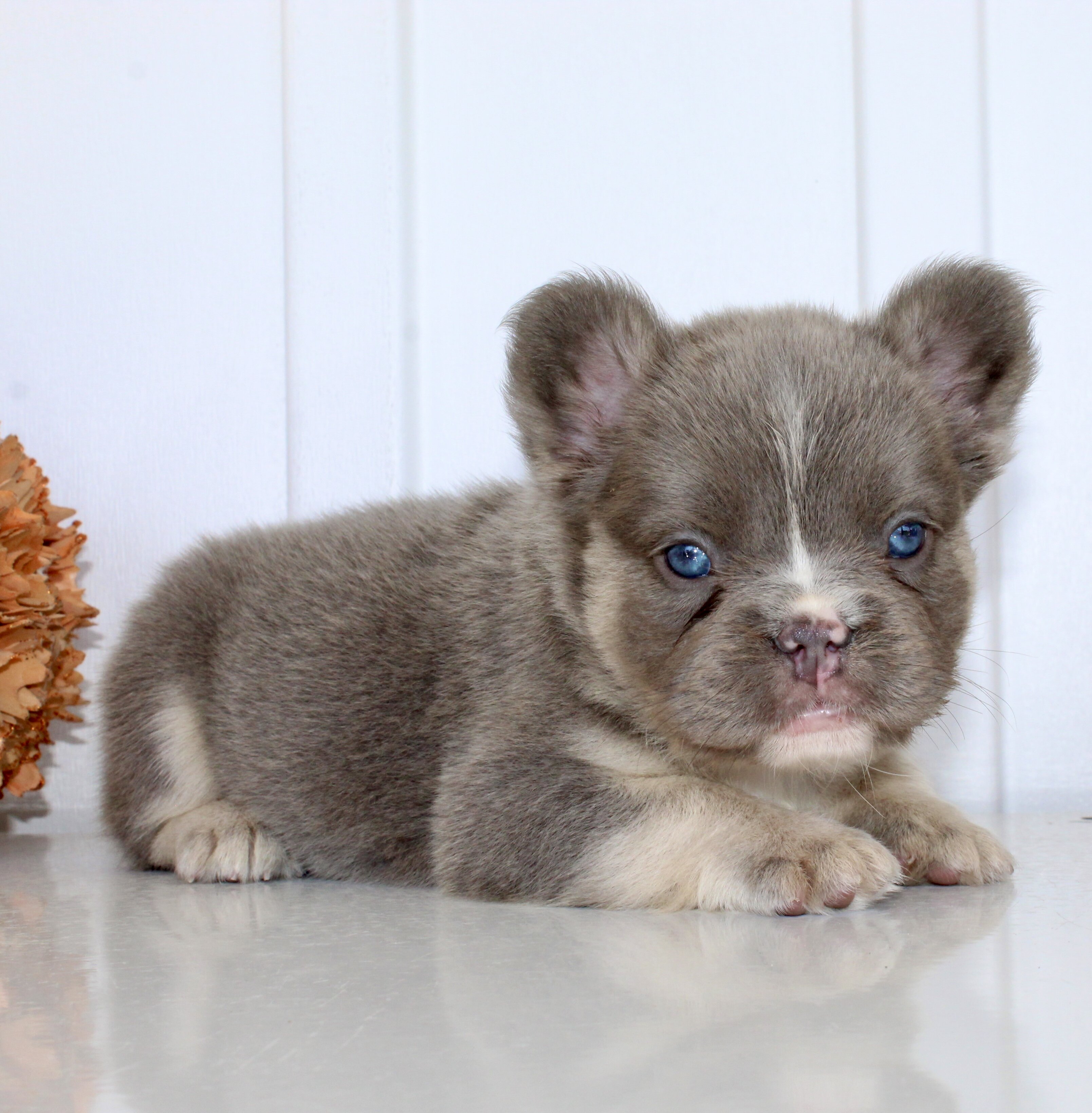 Darla Female AKC Fluffy French Bulldog image 3
