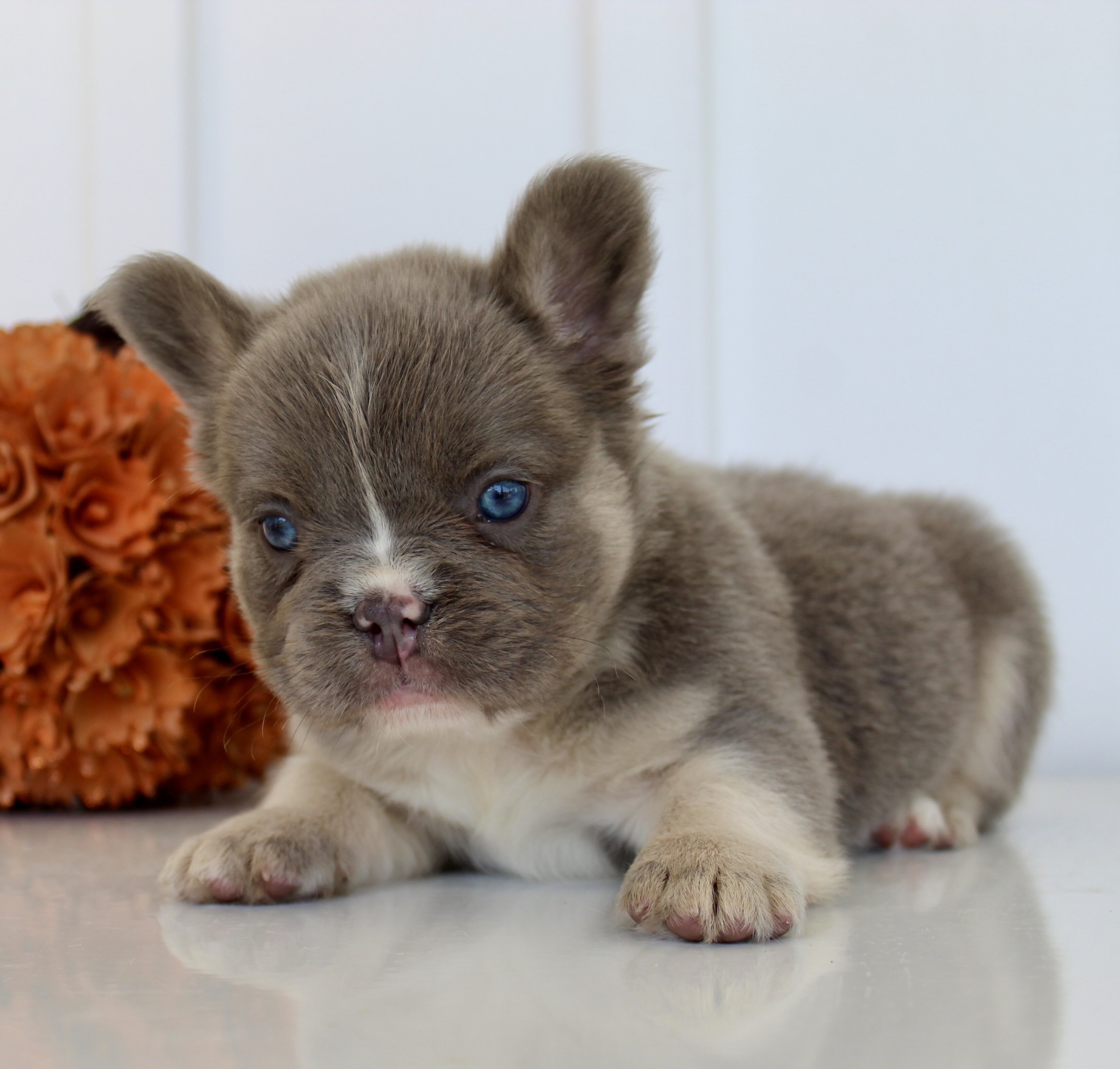 Darla Female AKC Fluffy French Bulldog image 4