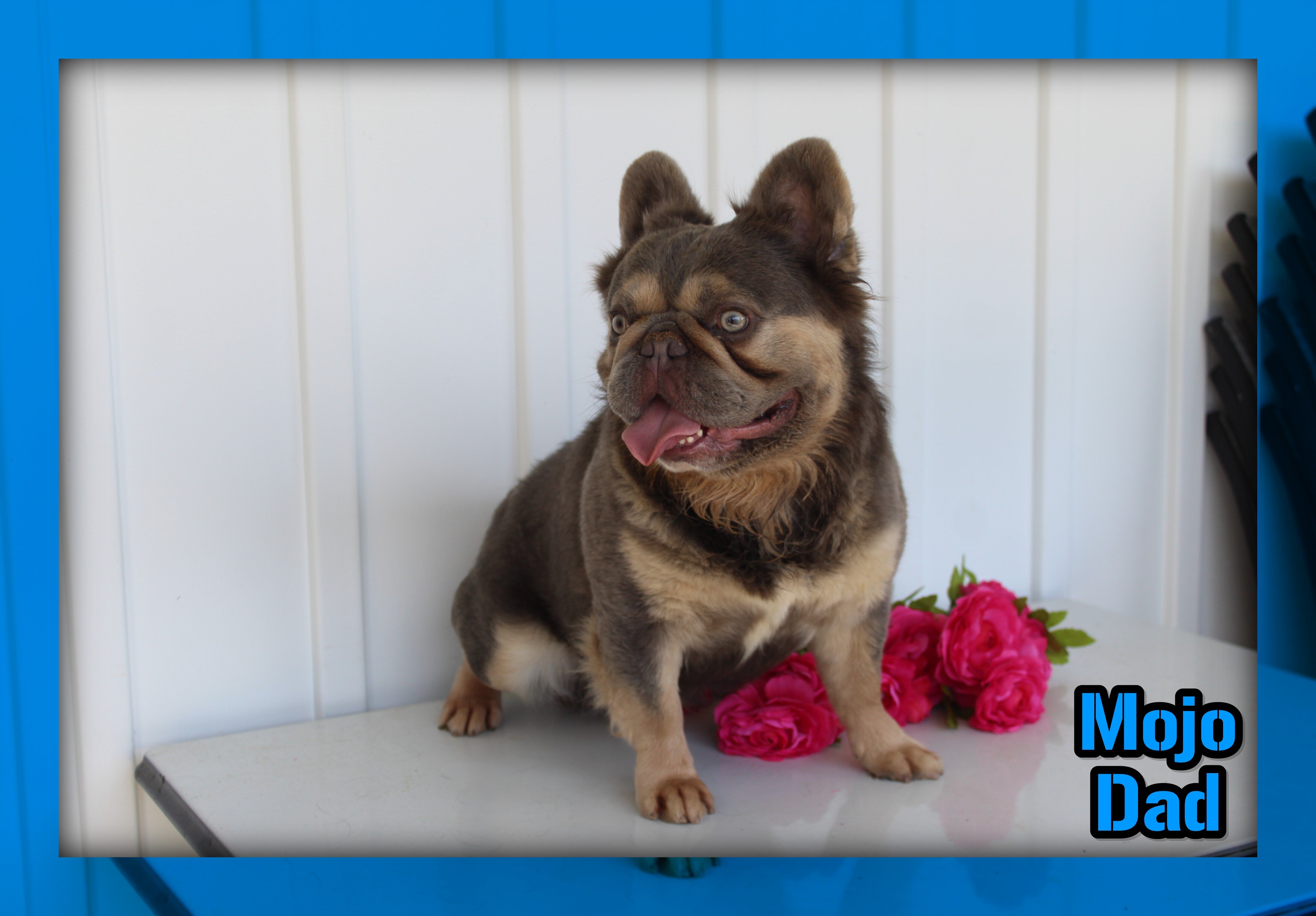 Darla Female AKC Fluffy French Bulldog image 9