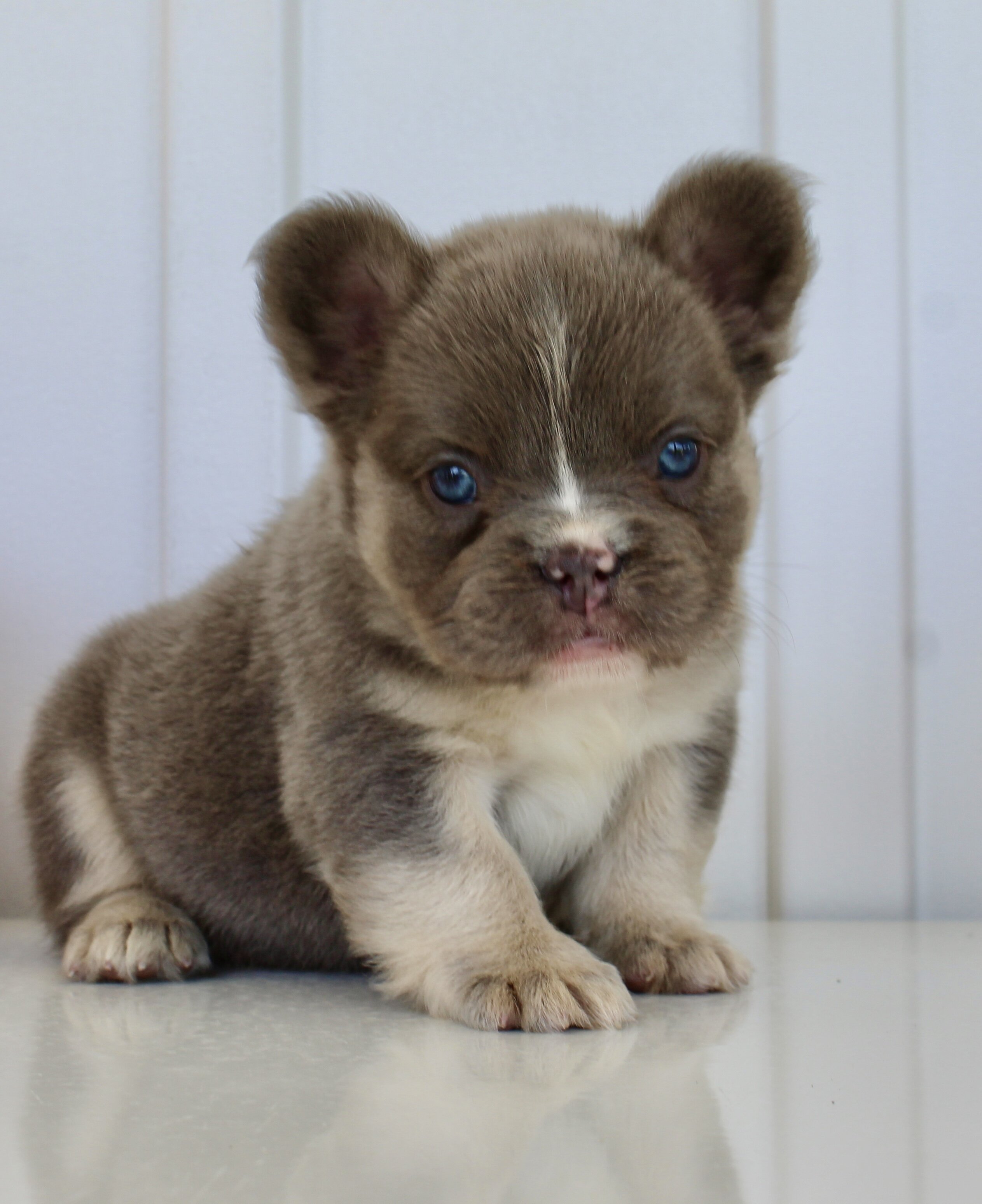 Darla Female AKC Fluffy French Bulldog image 2