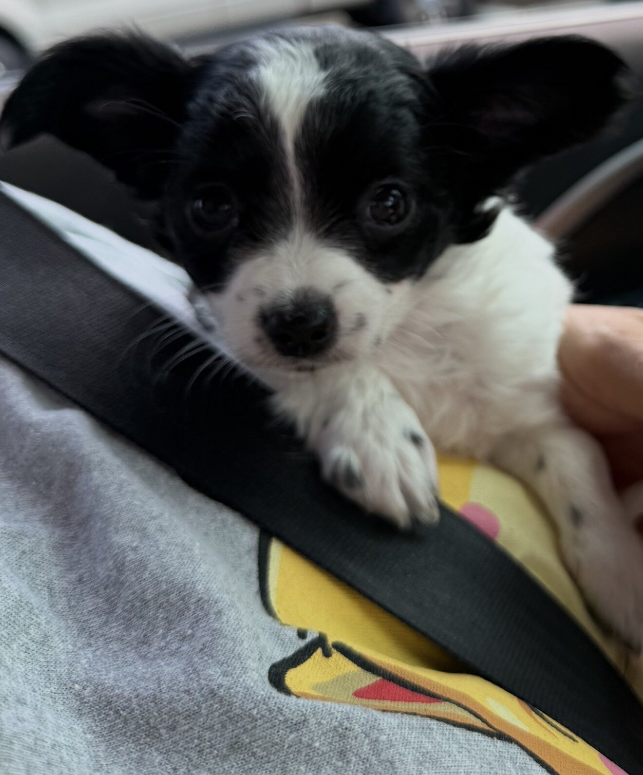 Long coat female chihuahua 12 weeks image 2