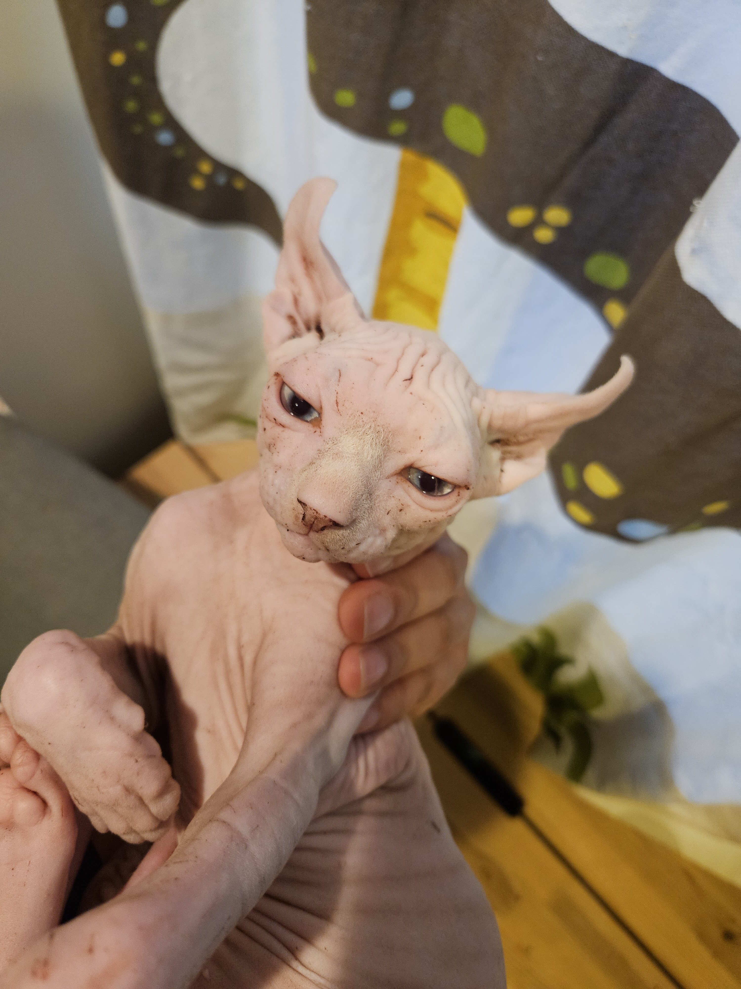Sphynx kitten image 1