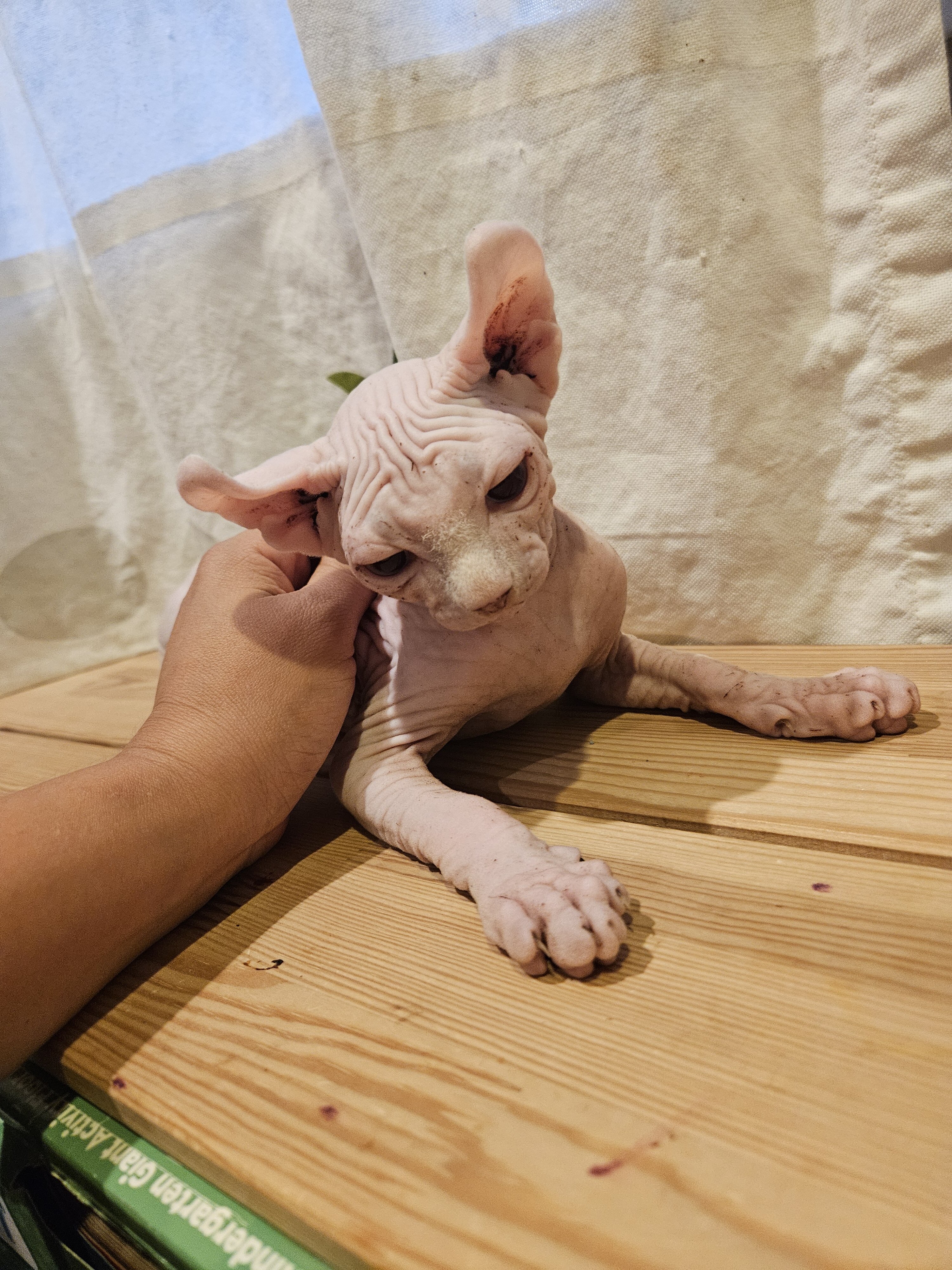 Sphynx kitten image 2