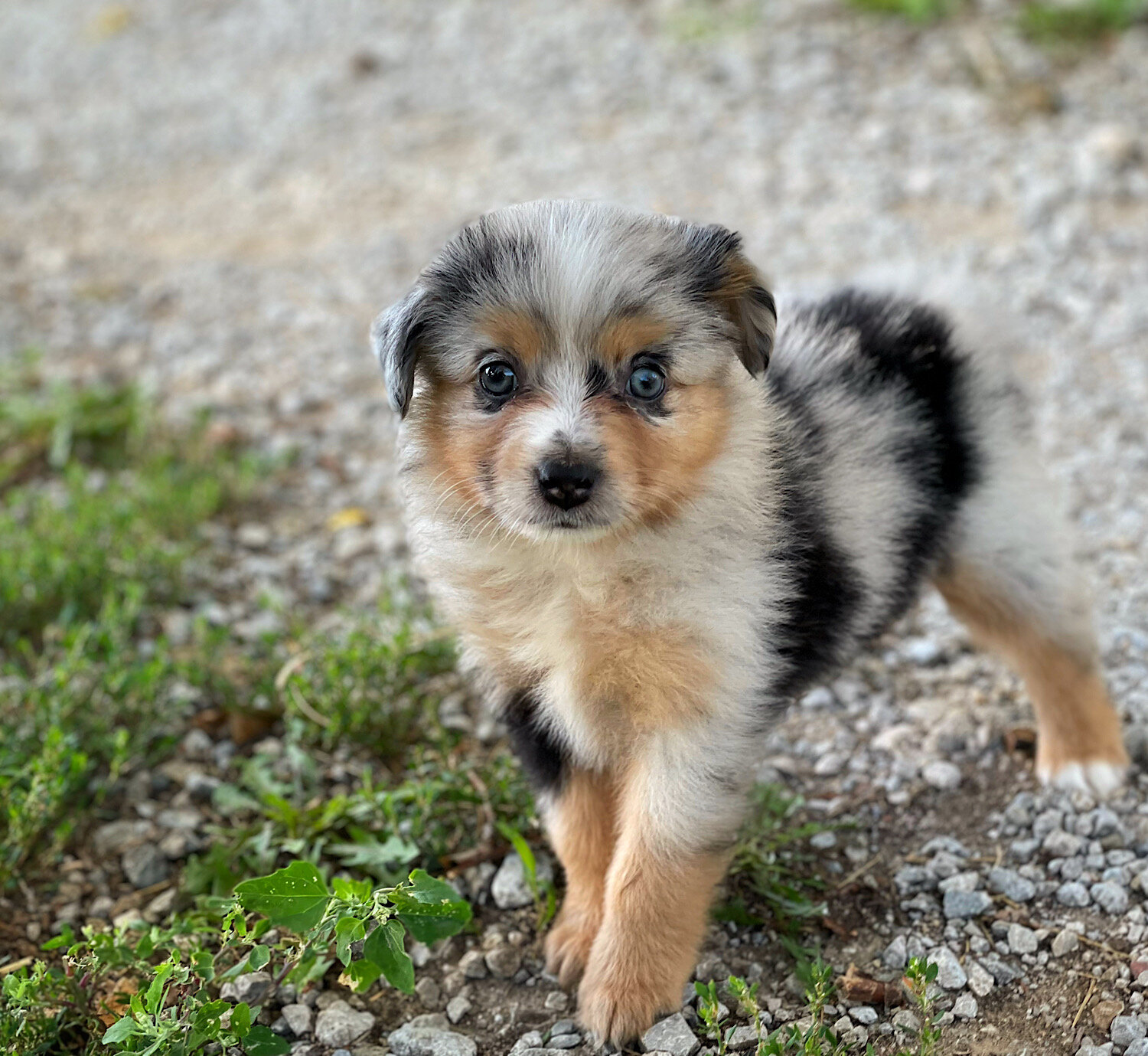 Mini and Toy Aussies image 3