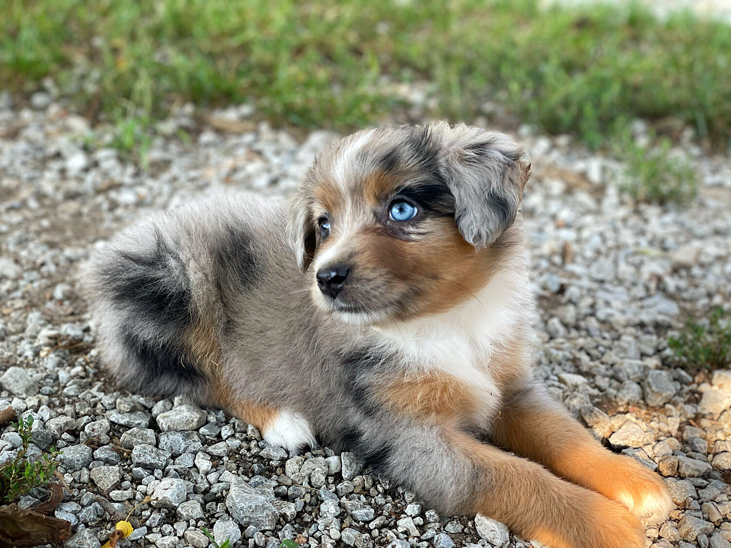 Mini and Toy Aussies image 1