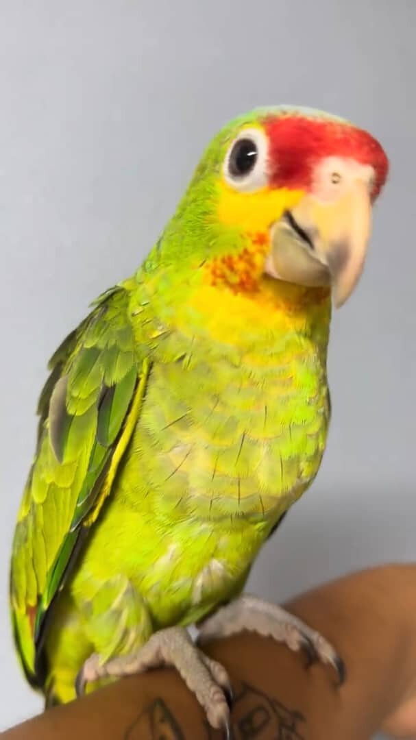 Amazon Parrots for Sale from Reputable Bird Seller image 2