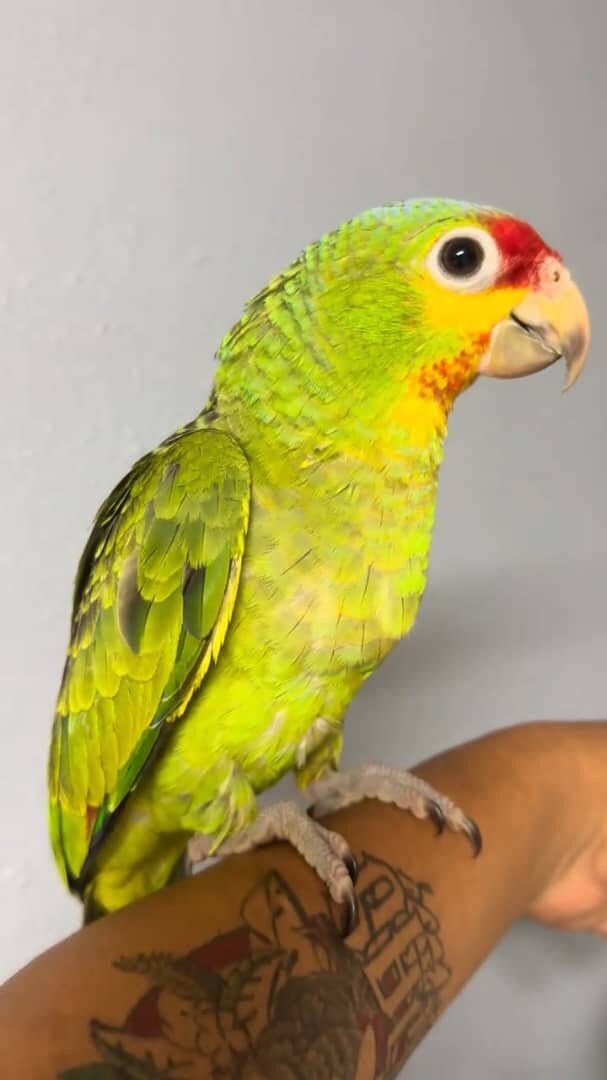 Amazon Parrots for Sale from Reputable Bird Seller image 1