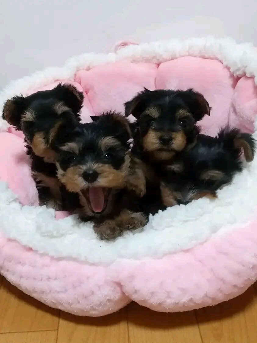 Adorable purebred Yorkie puppies image 1