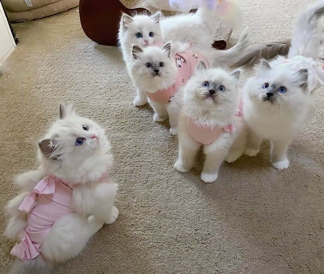 Stunning purebred Ragdoll kittens image 1