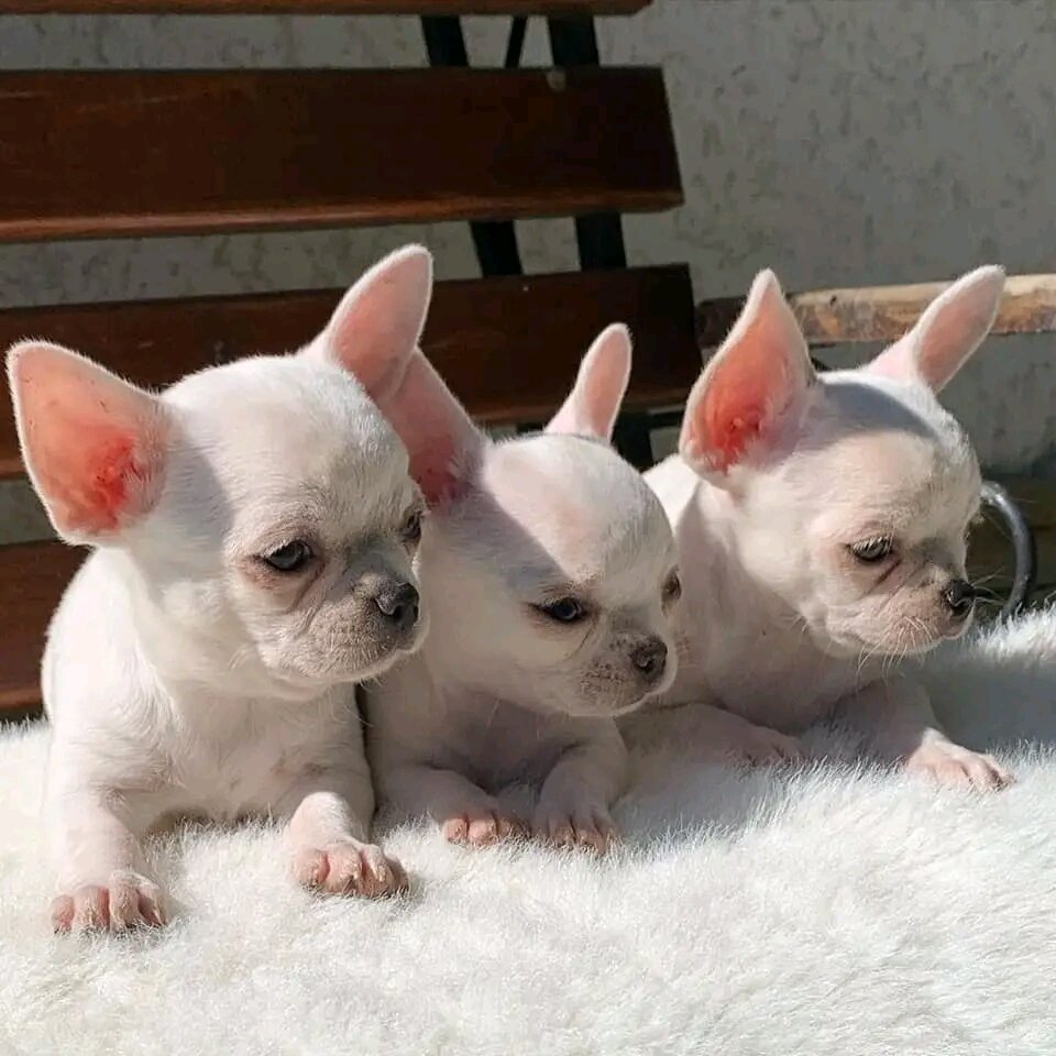 Tiny and precious Chihuahua puppies image 1