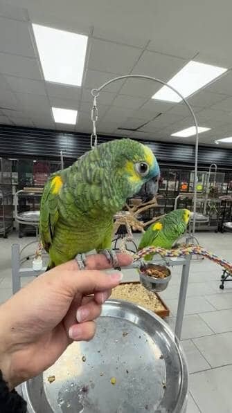 Bring Home a Pair of Beautiful Blue-Fronted Amazon image 1
