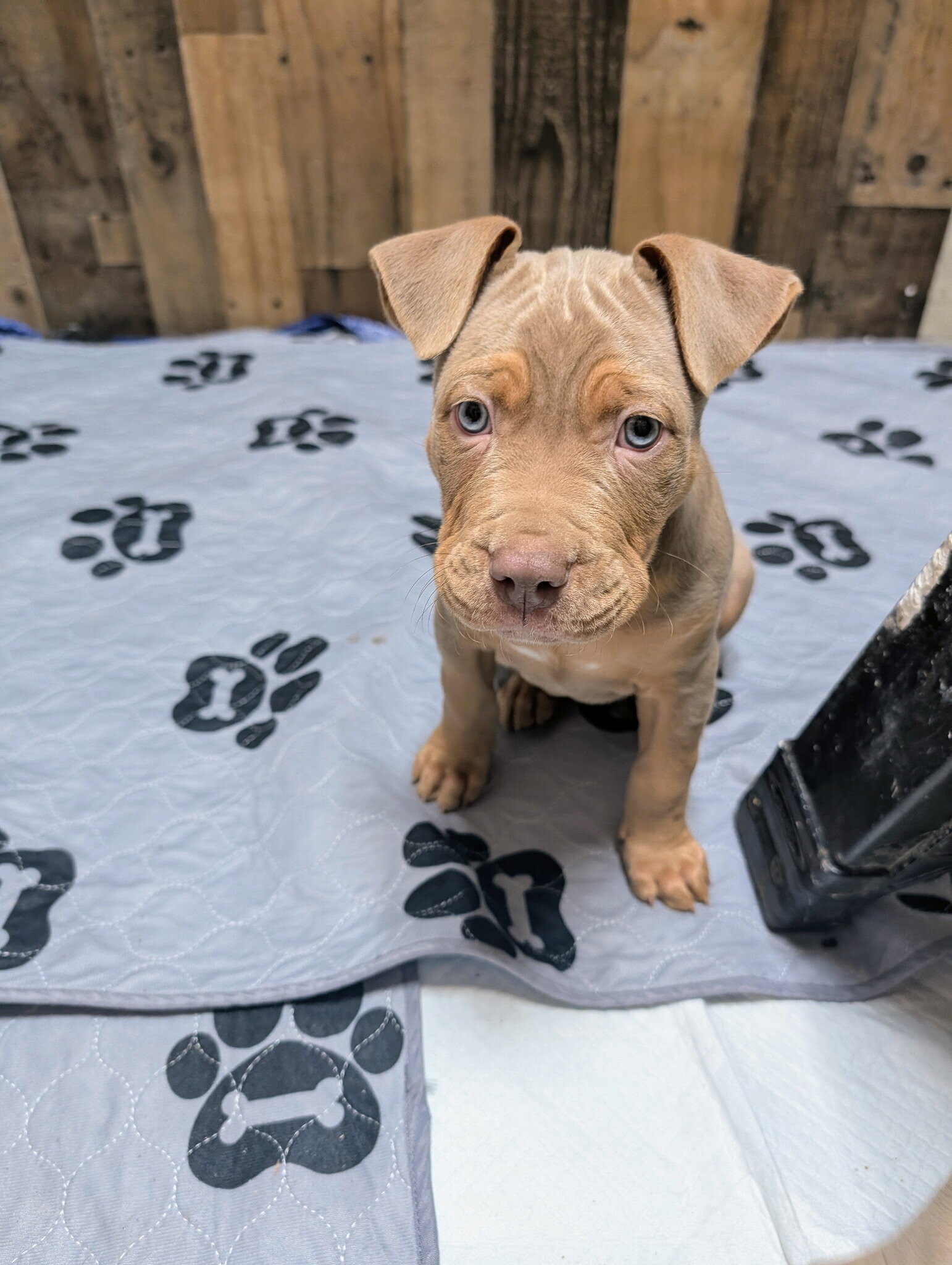 Xl Bully/ pitbul puppies image 1