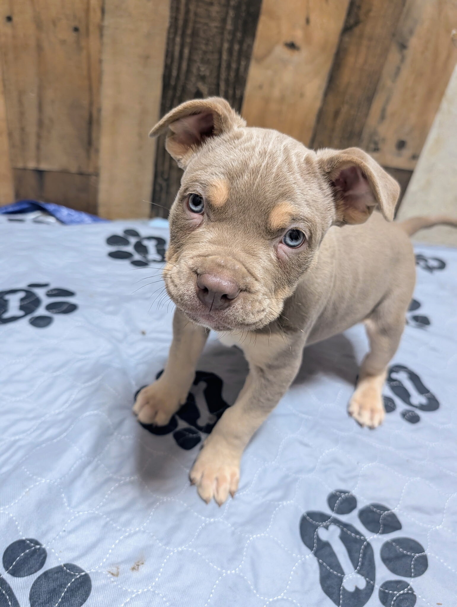 Xl Bully/ pitbul puppies image 2