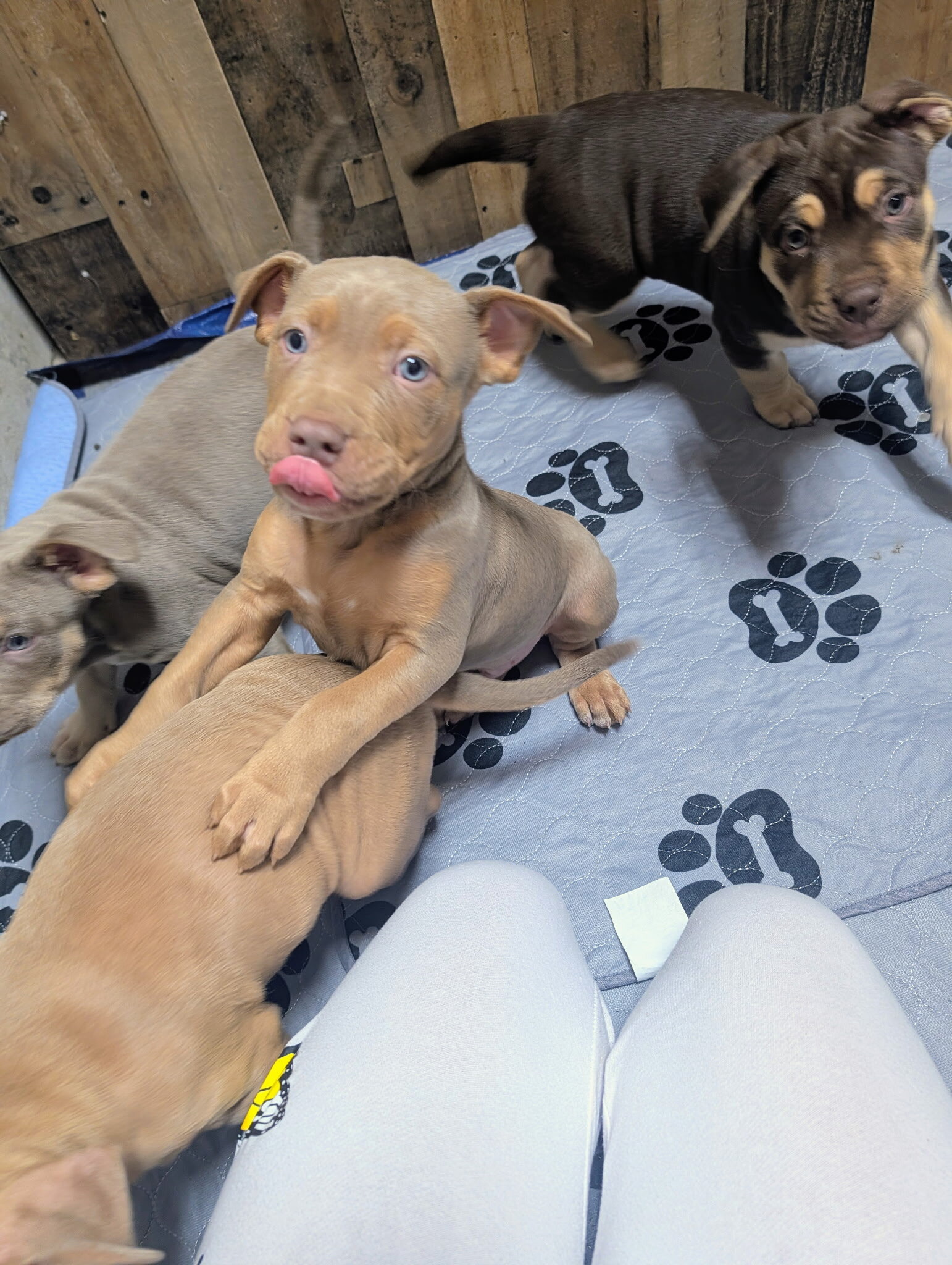 Xl Bully/ pitbul puppies image 7