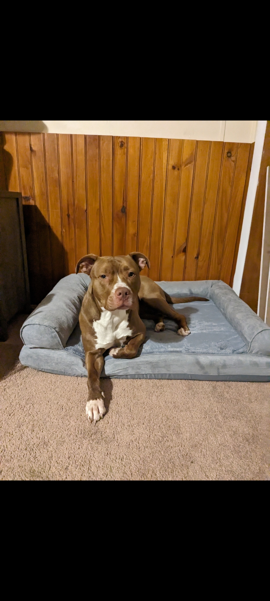 Xl Bully/ pitbul puppies image 5