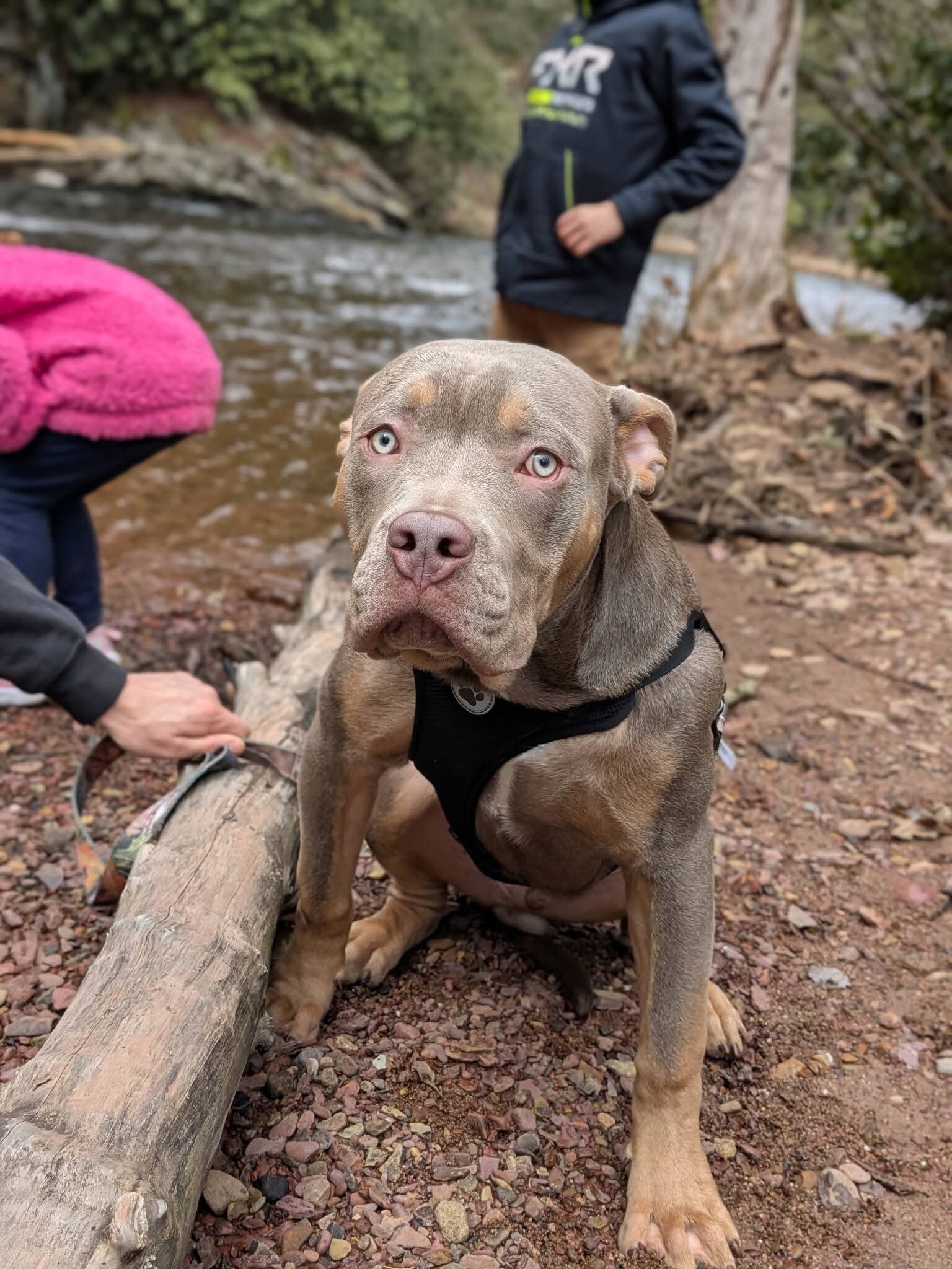 Xl Bully/ pitbul puppies image 4