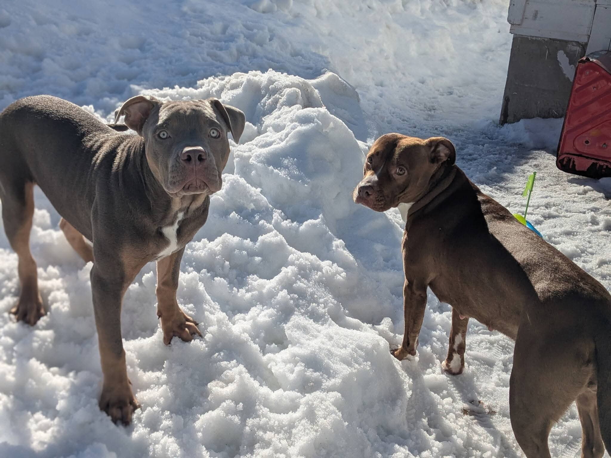 Xl Bully/ pitbul puppies image 6