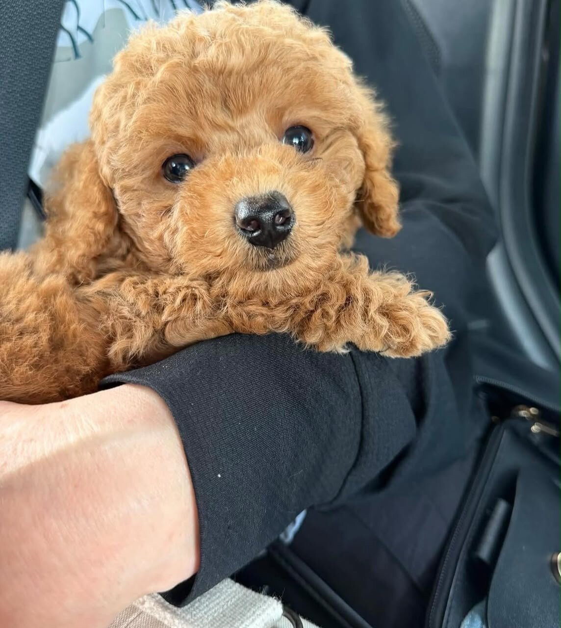 Male Poodle puppy image 1