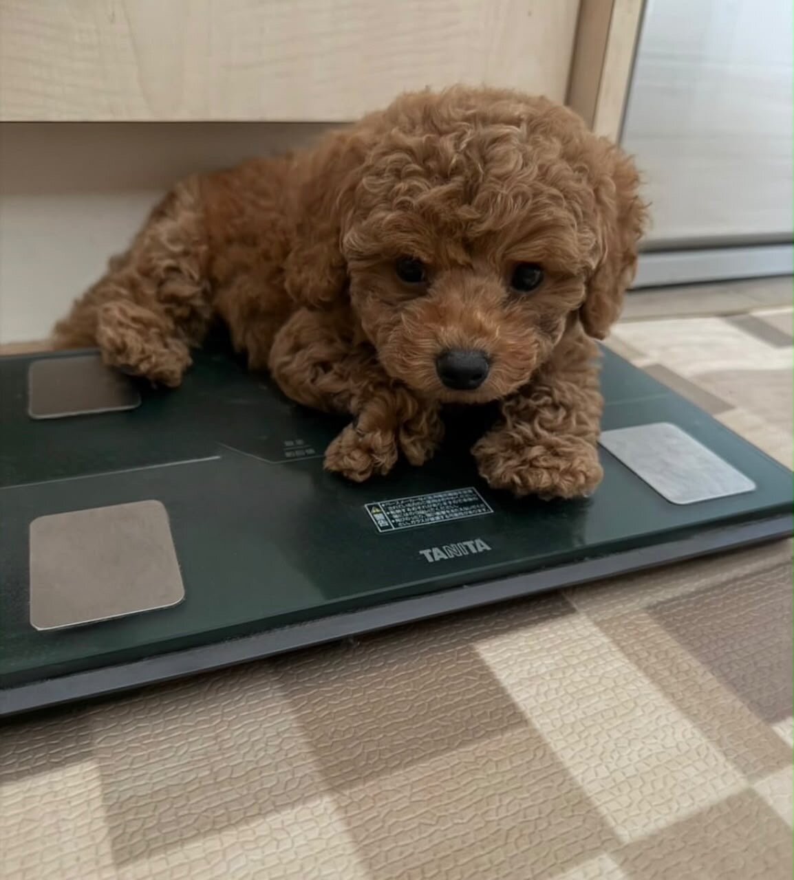 Male Poodle puppy image 2