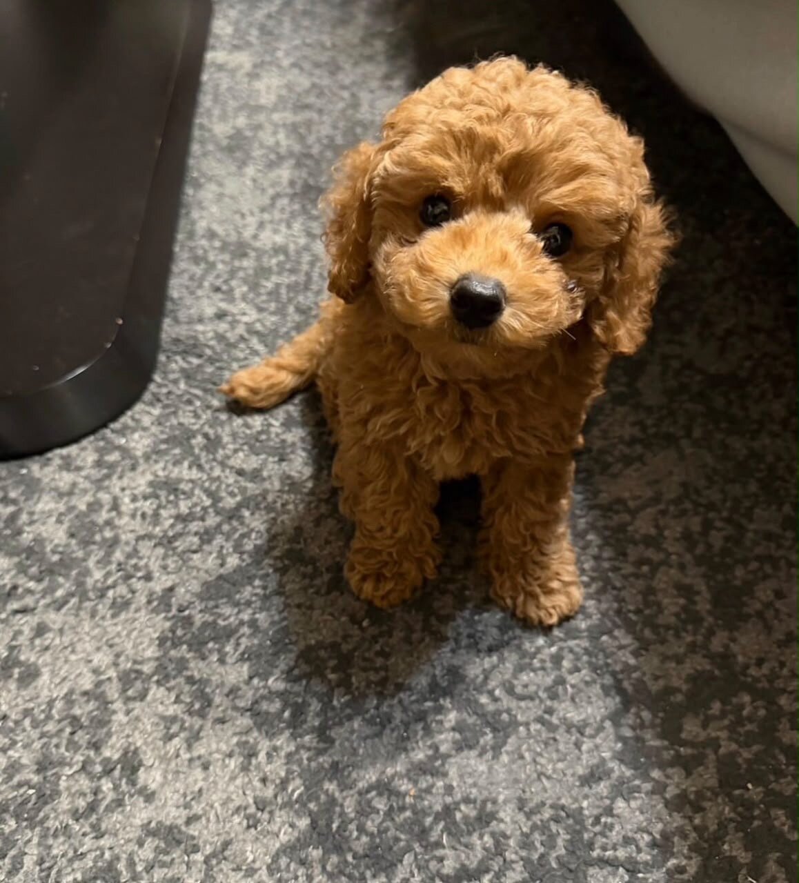 Male Poodle puppy image 3