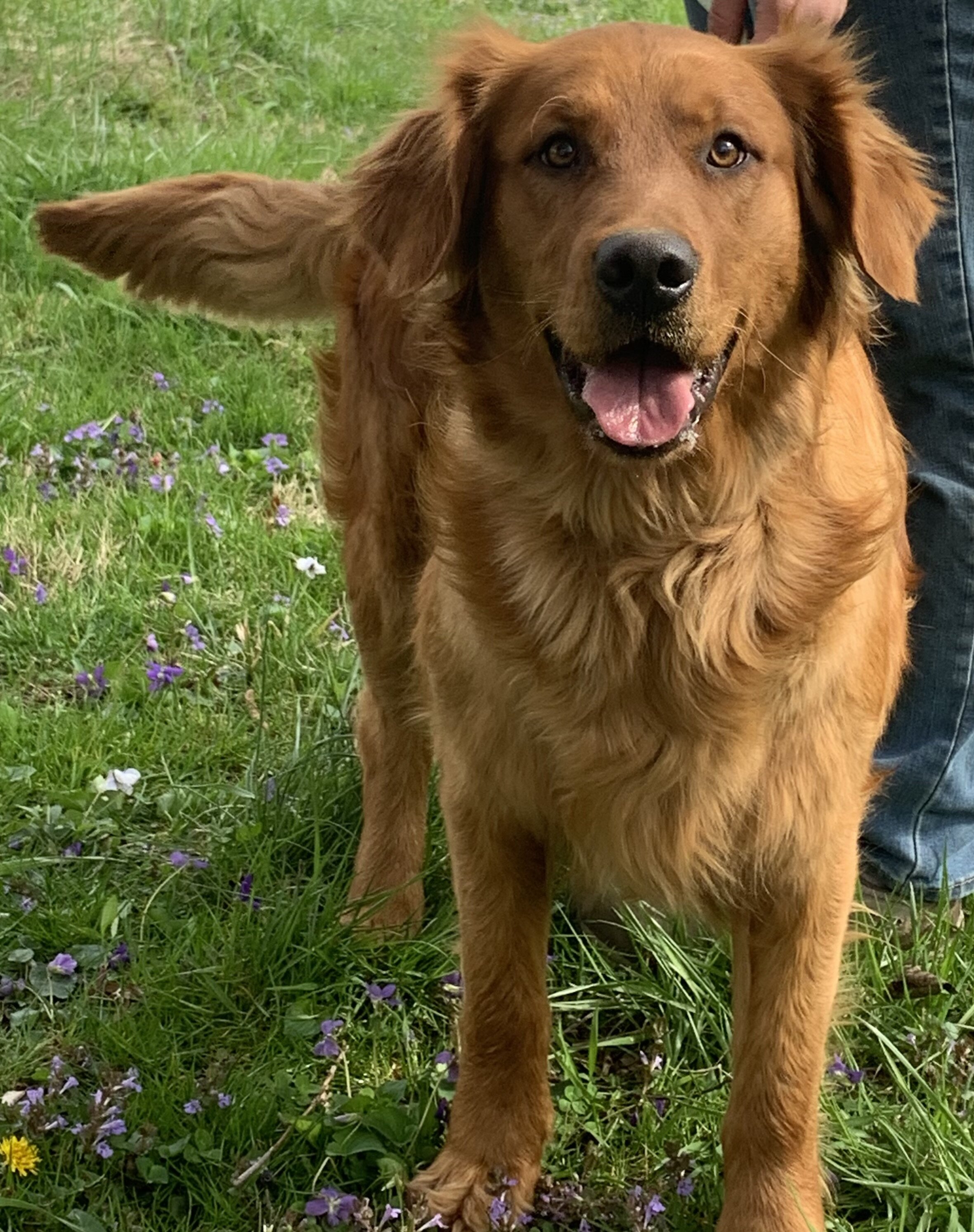 AKC Dark Red Golden Retriever puppy image 2