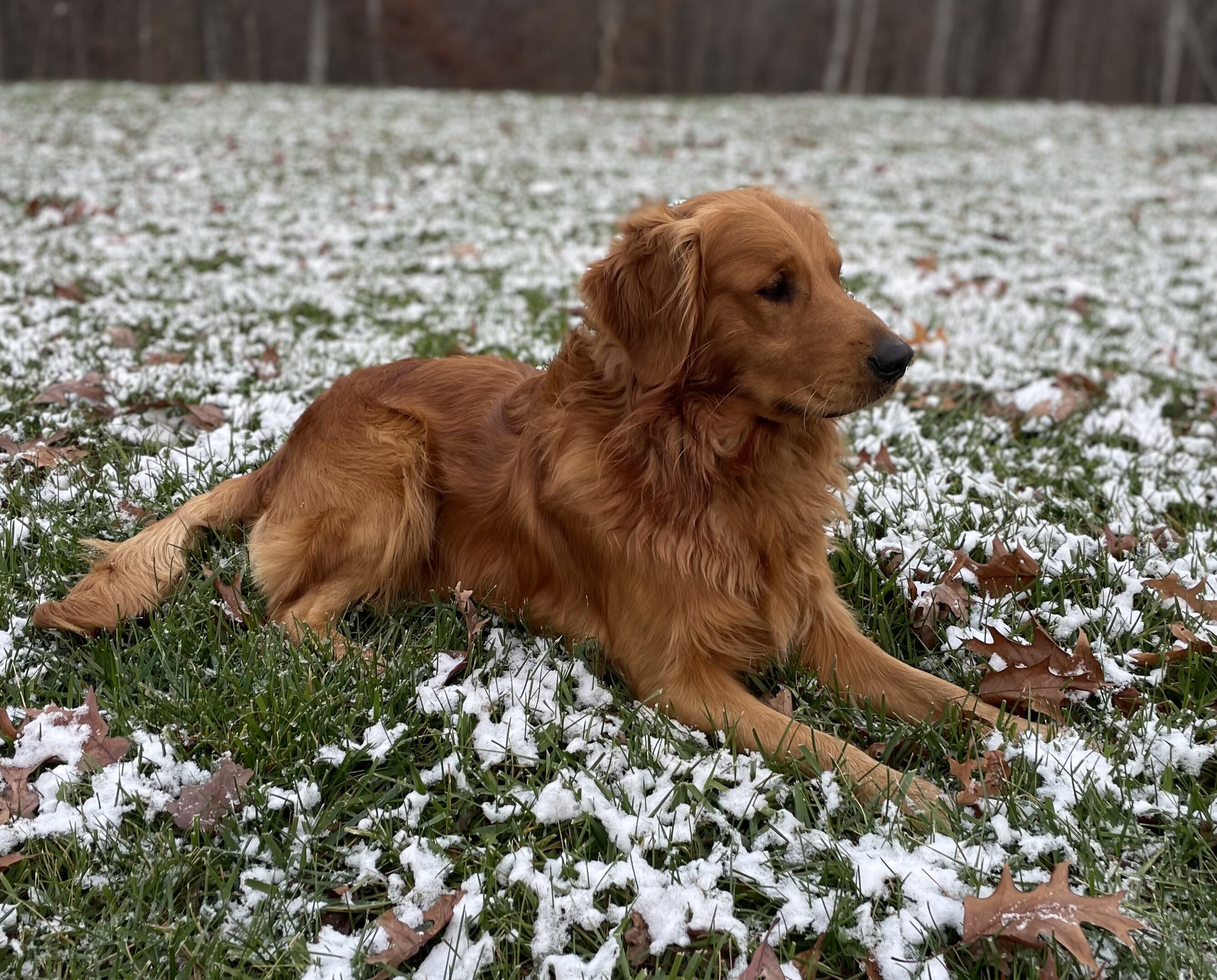 AKC Dark Red Golden Retriever puppy image 3