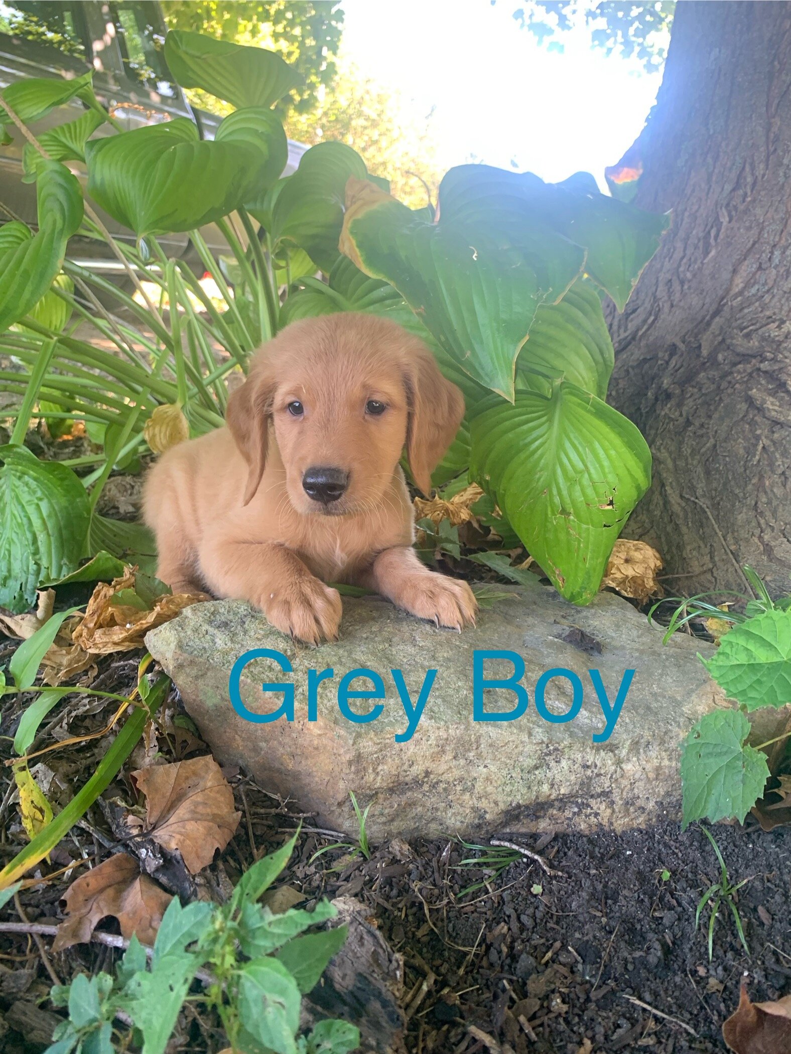 AKC Dark Red Golden Retriever puppy image 1