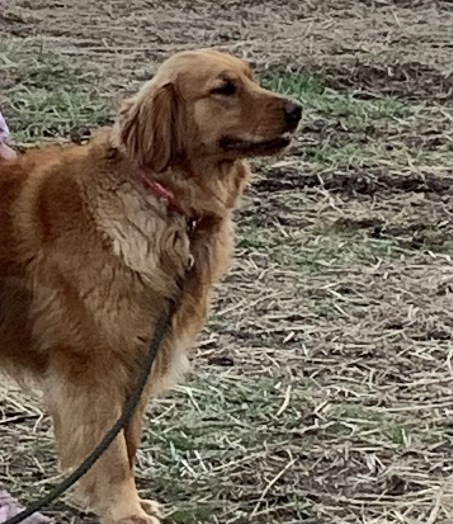 AKC dark red golden retriever image 5