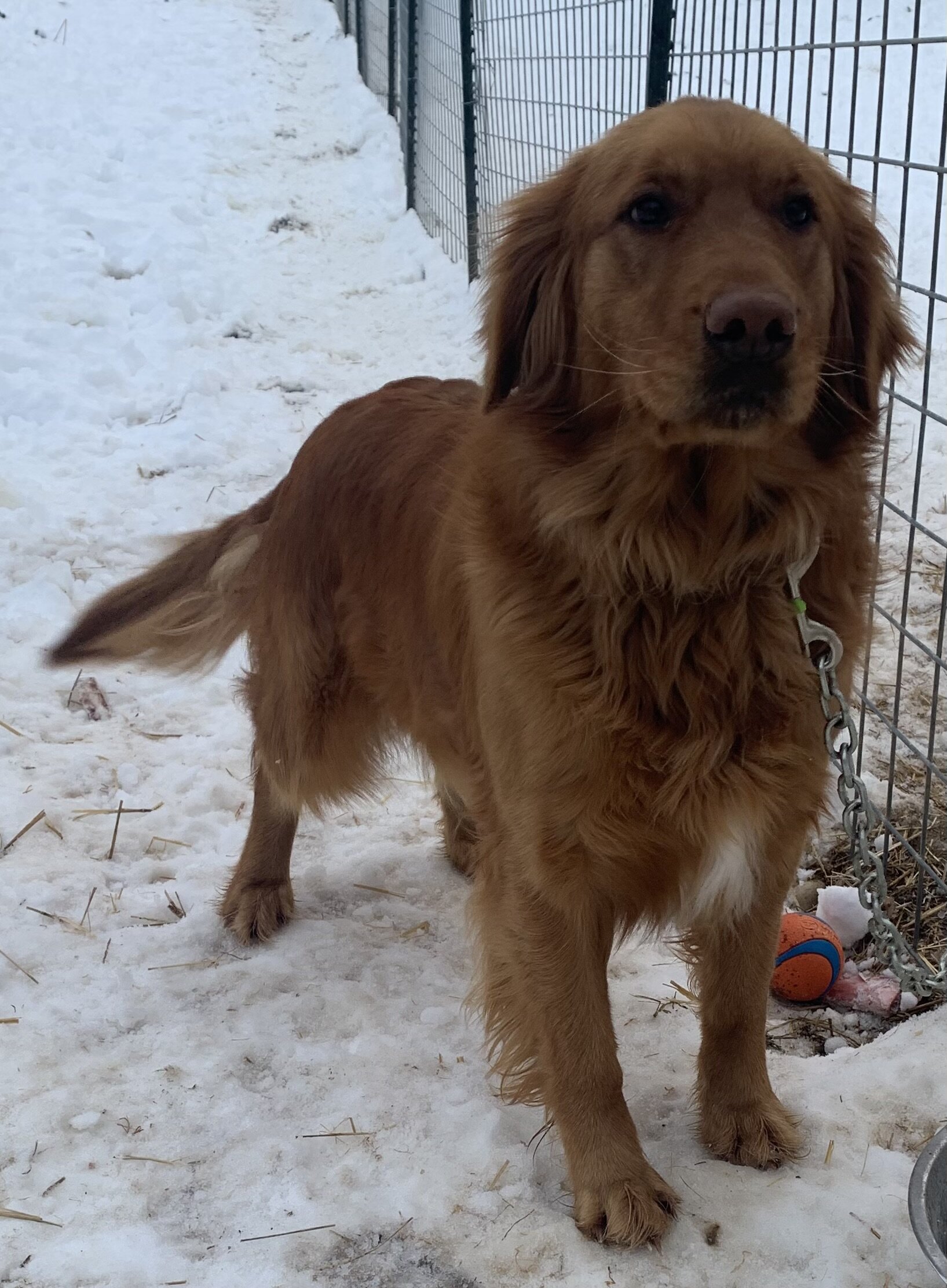 AKC dark red golden retriever image 3
