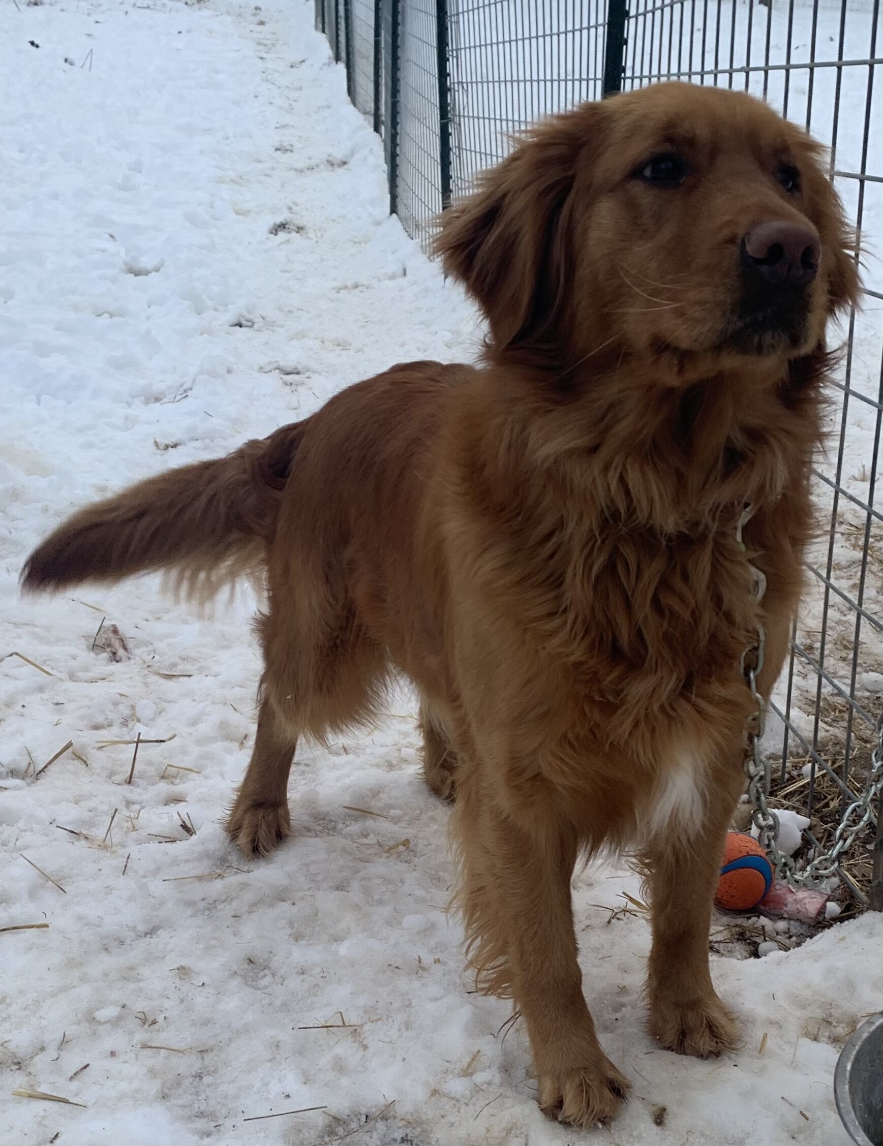 AKC dark red golden retriever image 2