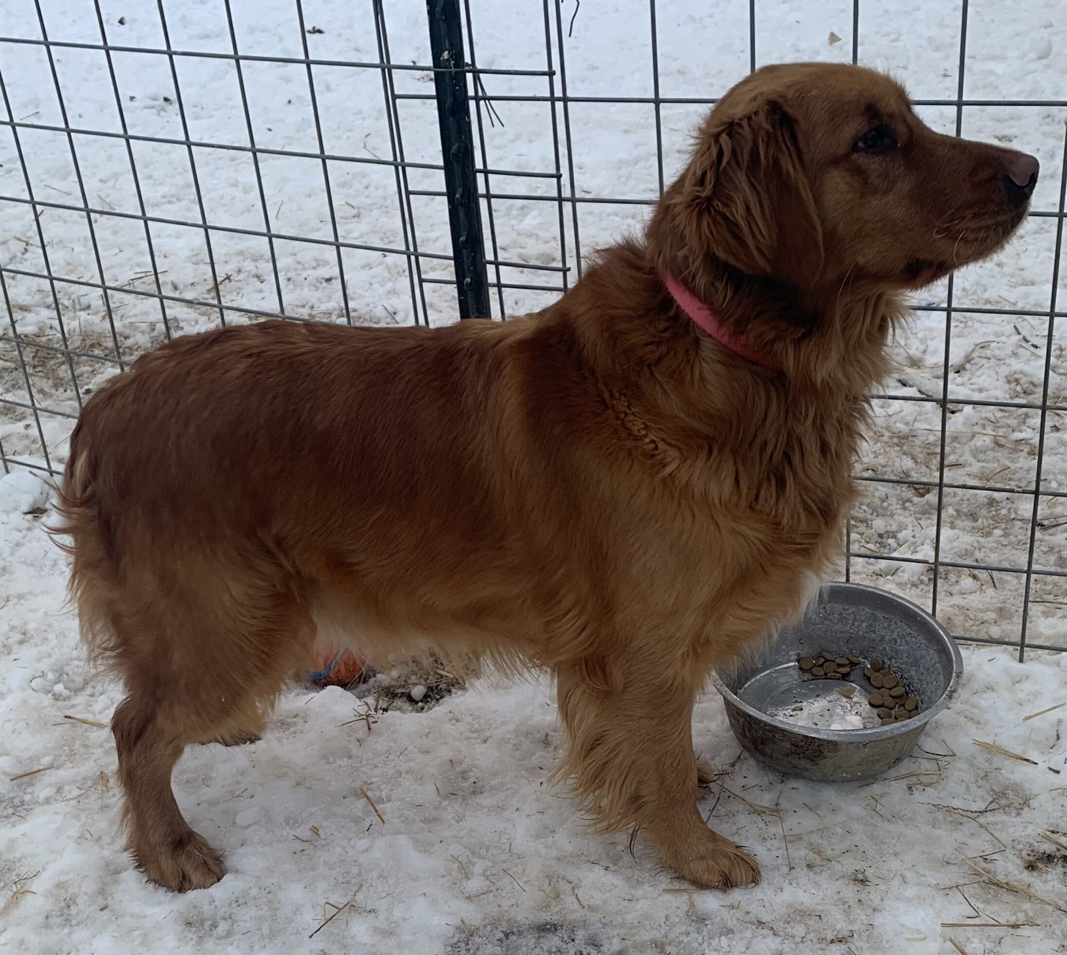 AKC dark red golden retriever image 4
