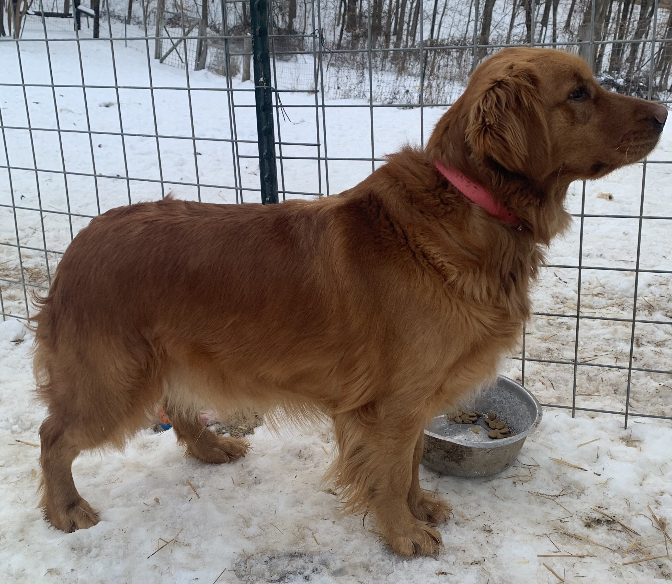 AKC dark red golden retriever image 1