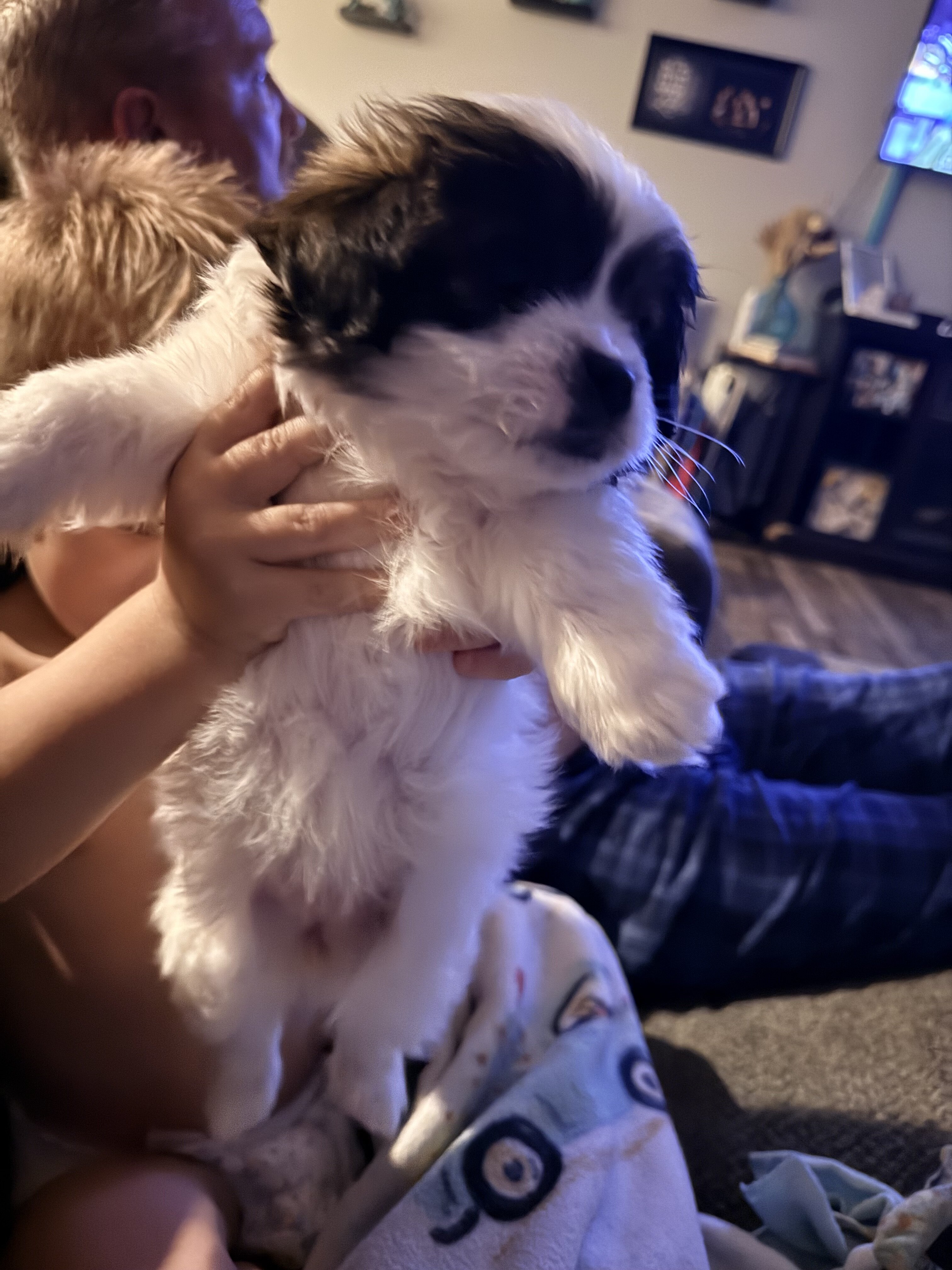 Lhasa Apso/ Mini American Eskipoo image 6